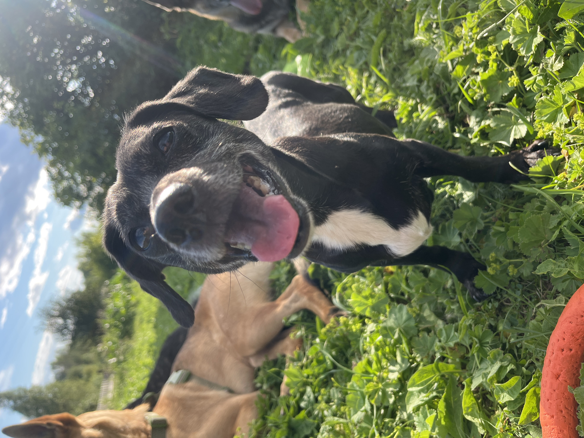 A medium shot captures a black and white dog panting happily in a grassy area. The dog is positioned in the foreground, with its mouth open and tongue lolling out. Its eyes are bright and alert. In the background, another tan dog is lying down in the grass. The scene appears to be outdoors, with green grass, trees, and a blue sky with scattered clouds. The lighting suggests it is daytime, with sunlight creating lens flares and highlights on the vegetation. There is an orange object, possibly a toy, in the lower left corner of the frame. The image quality is sharp, with a shallow depth of field that blurs the background.