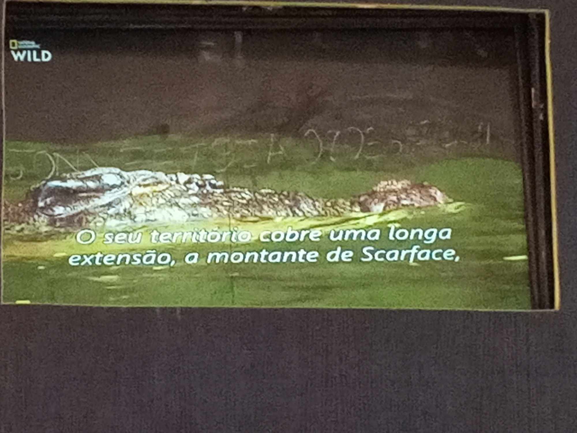 The image is a photograph of a screen displaying a National Geographic Wild documentary. The scene shows a crocodile in a green, algae-covered body of water. The Portuguese subtitles read: "O seu território cobre uma longa extensão, a montante de Scarface," which translates to "His territory covers a long stretch, upstream from Scarface." The photograph appears to have been taken indoors. The location in the city of Gwong, Nigeria is unknown.