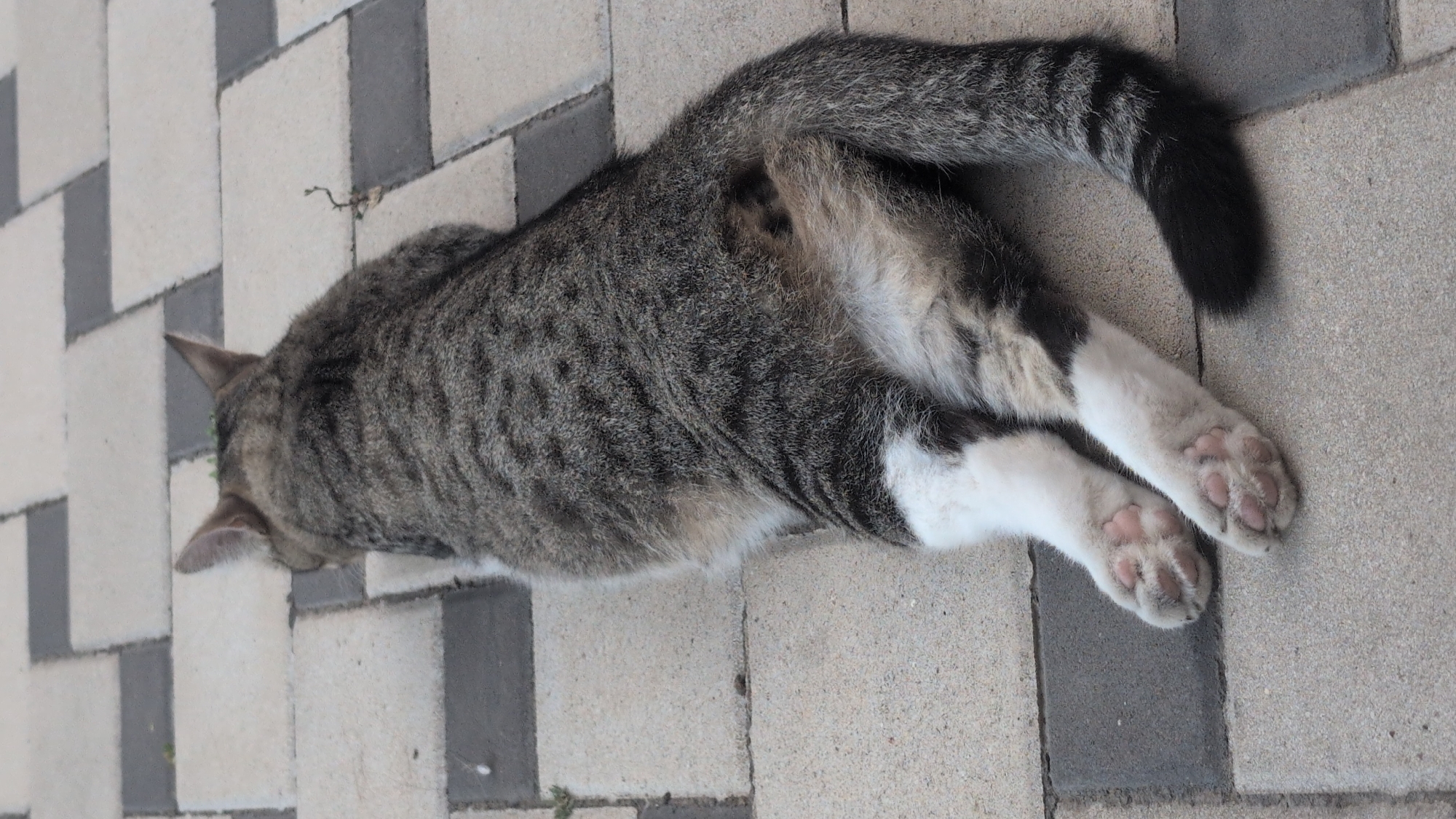 A tabby cat is lying on a paved patio. The cat is viewed from behind, showing its back, hind legs, and tail. The cat's fur is grey with dark tabby stripes. Its hind legs have white markings, and its paws are pink. The patio is made of rectangular paving stones arranged in a pattern, with alternating light grey and darker grey stones. The environment appears to be outdoors, likely in a residential area or park. The image does not provide any specific indicators of its location within the city of Izmail, Ukraine.