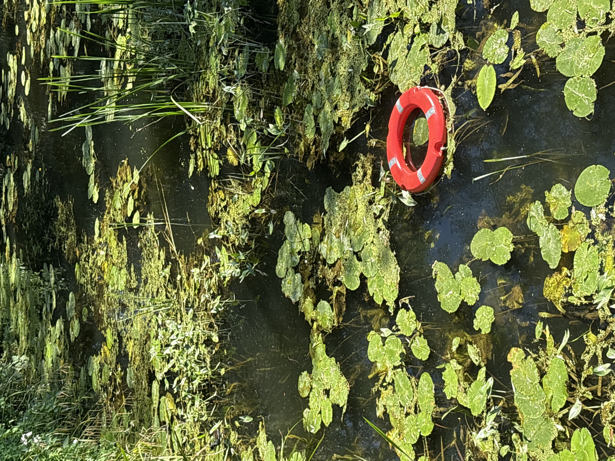 A red life preserver ring with reflective silver bands floats in a dark, still body of water covered with lily pads and aquatic vegetation. The water is surrounded by lush green foliage and tall reeds. The scene appears to be a natural waterway, likely within a park or wooded area. The presence of the life preserver suggests a potential safety measure for this water body. This scene could be located in the River Chelmer or a pond within Hylands Park, Chelmsford, United Kingdom, given its characteristic vegetation and water features.