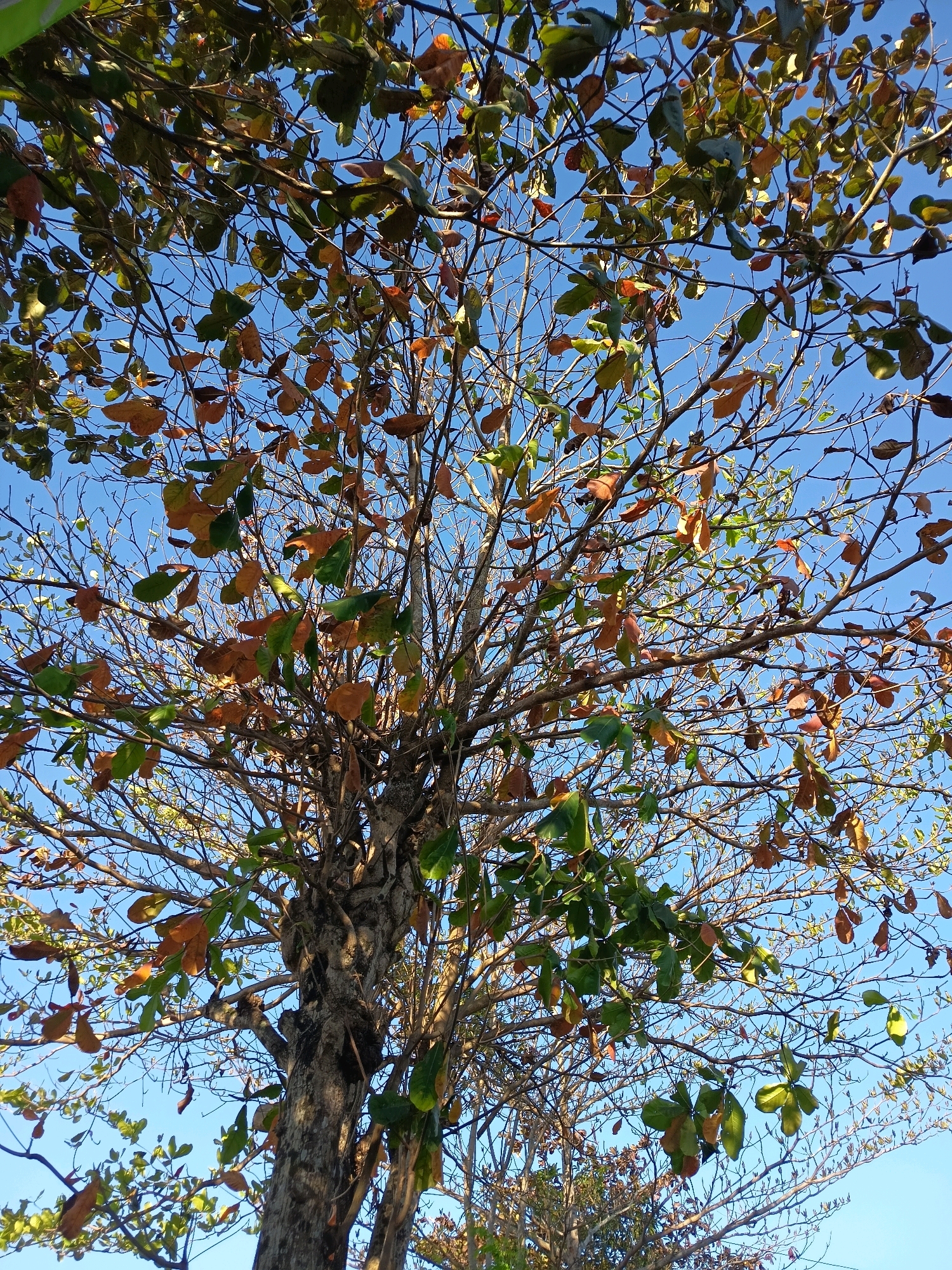 The image is a low-angle, full-shot photograph of a tree with a mix of green and brown leaves, suggesting it is either autumn or the tree is in a transitional stage. The tree is set against a clear blue sky. The trunk of the tree is visible in the lower portion of the frame, showing a rough, textured bark. The branches extend upwards and outwards, sparsely populated with leaves. Some leaves are a vibrant green, while others have turned brown and are beginning to fall. The sunlight filters through the branches, creating dappled light and shadow. The scene appears to be outdoors, likely in a natural or park-like setting, given the focus on the tree and the sky. The image is a static capture of the tree, with no people or animals visible. The environment suggests a peaceful, possibly rural or suburban, location. Without further context, the specific location in Pengasih, Indonesia, cannot be determined from the image alone, but it depicts a common natural element found in such regions.