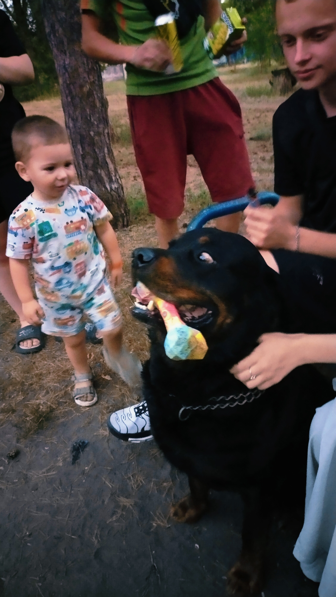 A Rottweiler dog is playing with a toy in its mouth, held by a person's hands. A young child stands to the left of the dog, watching. In the background, several people are visible, some holding drinks. The setting appears to be an outdoor area with trees and ground cover, consistent with a park or wooded area in Horishni Plavni, Ukraine.