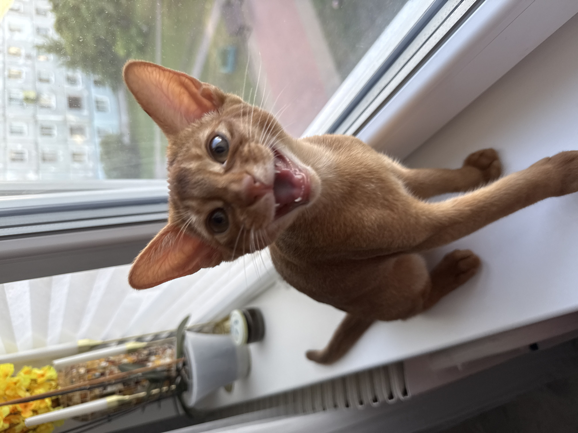 A close-up, low-angle, slightly blurry shot captures an Abyssinian cat with tawny fur perched on a white windowsill. The cat is facing the camera with its mouth open in a wide yawn, revealing its pink tongue and teeth, giving it an almost comical, surprised expression. Its large, alert ears are prominent, and its eyes are wide open, with dark pupils. The cat's body is positioned on the windowsill, with its paws visible in the foreground.
Behind the cat, through a window, a blurred background shows buildings and trees, suggesting an outdoor setting. The window frame and windowsill are white, and a white pleated blind is partially visible. To the left of the cat, on the windowsill, is a clear container holding what appears to be birdseed and some yellow artificial flowers. The overall lighting suggests daytime, possibly overcast, given the diffused light and lack of strong shadows. The setting is likely an indoor room in Stary Oskol, Russia, with a view of the urban landscape outside. The cat's wide-open mouth and intense gaze convey a sense of surprise or playfulness. There is no visible text in the image.
