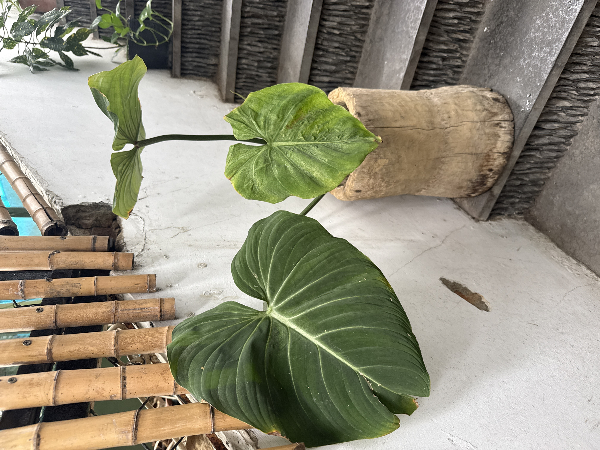 A large, dark green, heart-shaped leaf extends from the left side of the frame, its veins clearly visible against the white, textured wall. To the right, a smaller, lighter green, similarly shaped leaf emerges from a light brown, cylindrical wooden planter, positioned on a set of rough, dark gray stone stairs. Behind the planter, a second, potted plant with spotted green leaves is partially visible on a higher step. A rustic bamboo fence runs along the top left of the image, with sections of the white wall showing cracks and a small, dark hole. The scene is indoors, with natural light illuminating the plants and stairs.