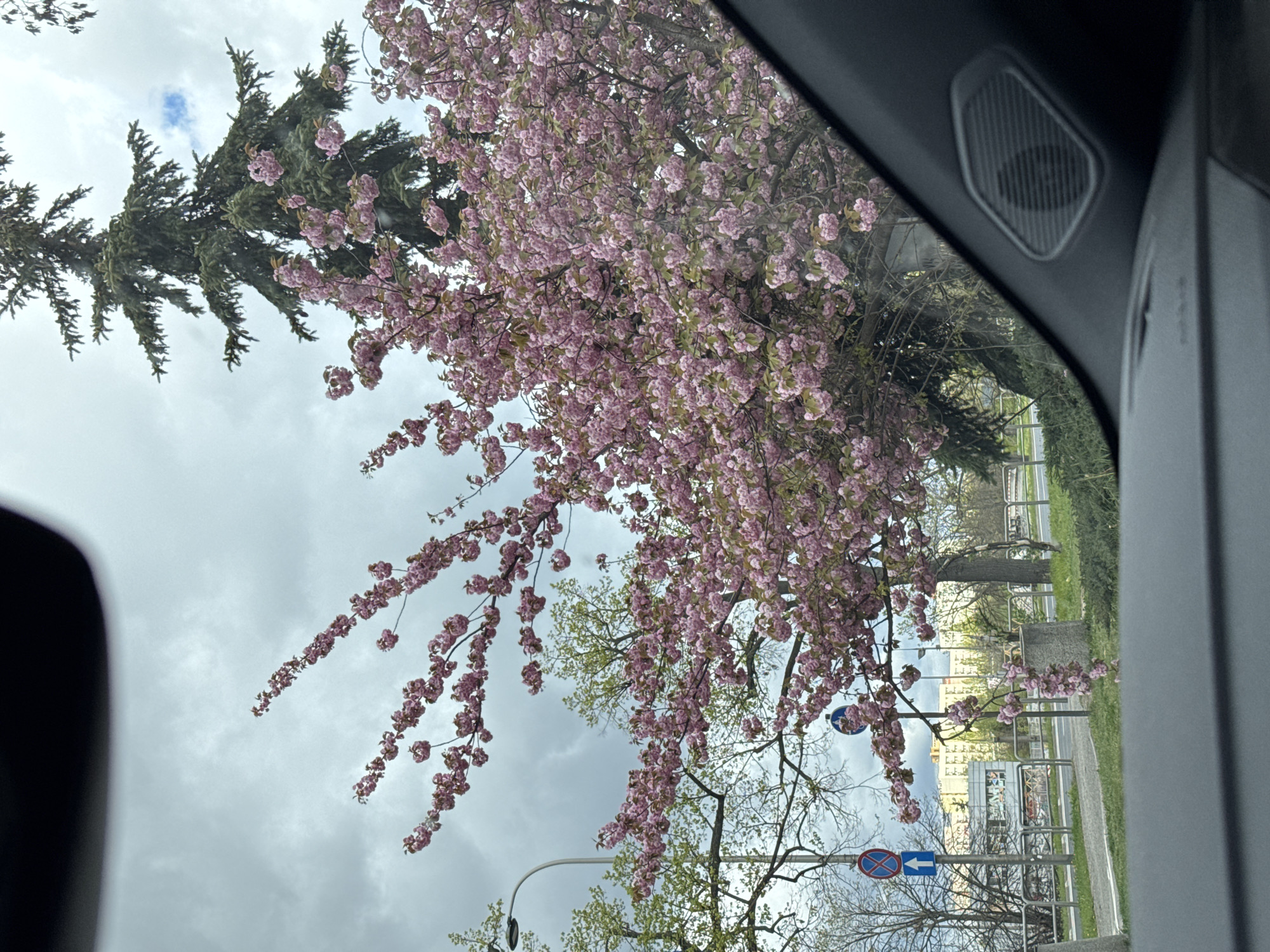 The image depicts a view from inside a vehicle, likely a car, looking out towards a street in Warsaw, Poland. The foreground is dominated by parts of the car's interior, including the speaker grill on the door frame. The main subject is a blooming cherry blossom tree with pink flowers cascading down, partially obscuring the view of the street. A coniferous tree is also visible on the left side of the frame. Across the street, there is a sidewalk with metal railings, a grassy area, and buildings in the background. There are also road signs with arrows indicating directions, including a no-stopping sign. The sky is overcast with gray clouds.