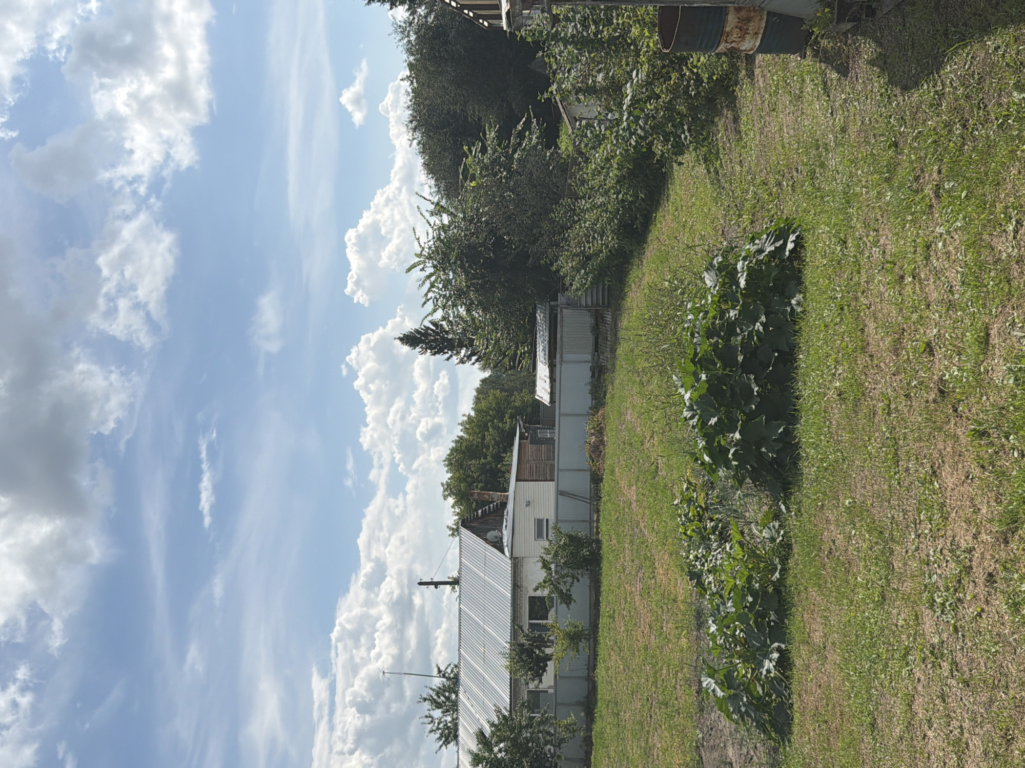The image depicts a rural landscape under a partly cloudy sky. In the midground, a long, single-story building with a corrugated metal roof and white siding is visible. Adjacent to it, a wooden structure with a darker roof and a brick chimney stands. A metal fence separates the building from a grassy yard in the foreground. Several large, leafy green plants are growing in the yard. In the background, dense trees and foliage line the horizon. To the far right, a rusty metal barrel is partially visible. The scene appears to be a residential property in the city of Zavodoukovsk, Russia, characterized by its modest structures and abundant vegetation. There are no people or animals present in the image, nor any discernible actions or interactions.