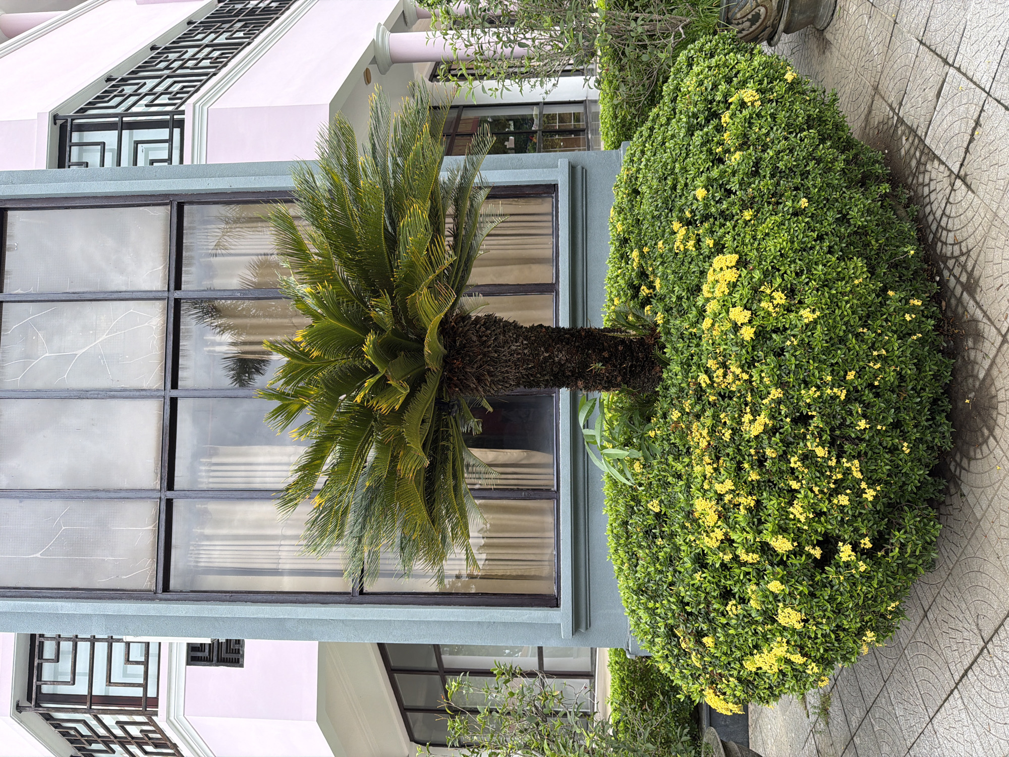 In Thuận Hóa Ward, Vietnam, a sago palm tree stands centrally in front of a building with a light blue facade and large windows. The palm tree is surrounded by a dense, heart-shaped hedge of green foliage, dotted with small yellow flowers. The building features a large, multi-paned window with beige curtains visible inside. To the left, a smaller window and the corner of a pink-colored building with decorative metal railings are visible. The foreground shows a paved walkway made of grey tiles with a circular pattern. The scene is illuminated by natural daylight, creating shadows on the tiled ground.