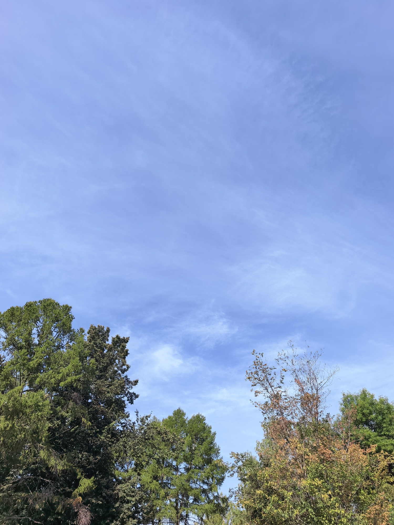 The image shows a clear blue sky with wispy white clouds. The lower portion of the frame is filled with the tops of various trees, some with green foliage and others with autumnal colors of yellow and brown. The scene appears to be an outdoor natural setting, possibly a park or a wooded area. There are no people, animals, or man-made structures visible in the image. The lighting suggests it is daytime.