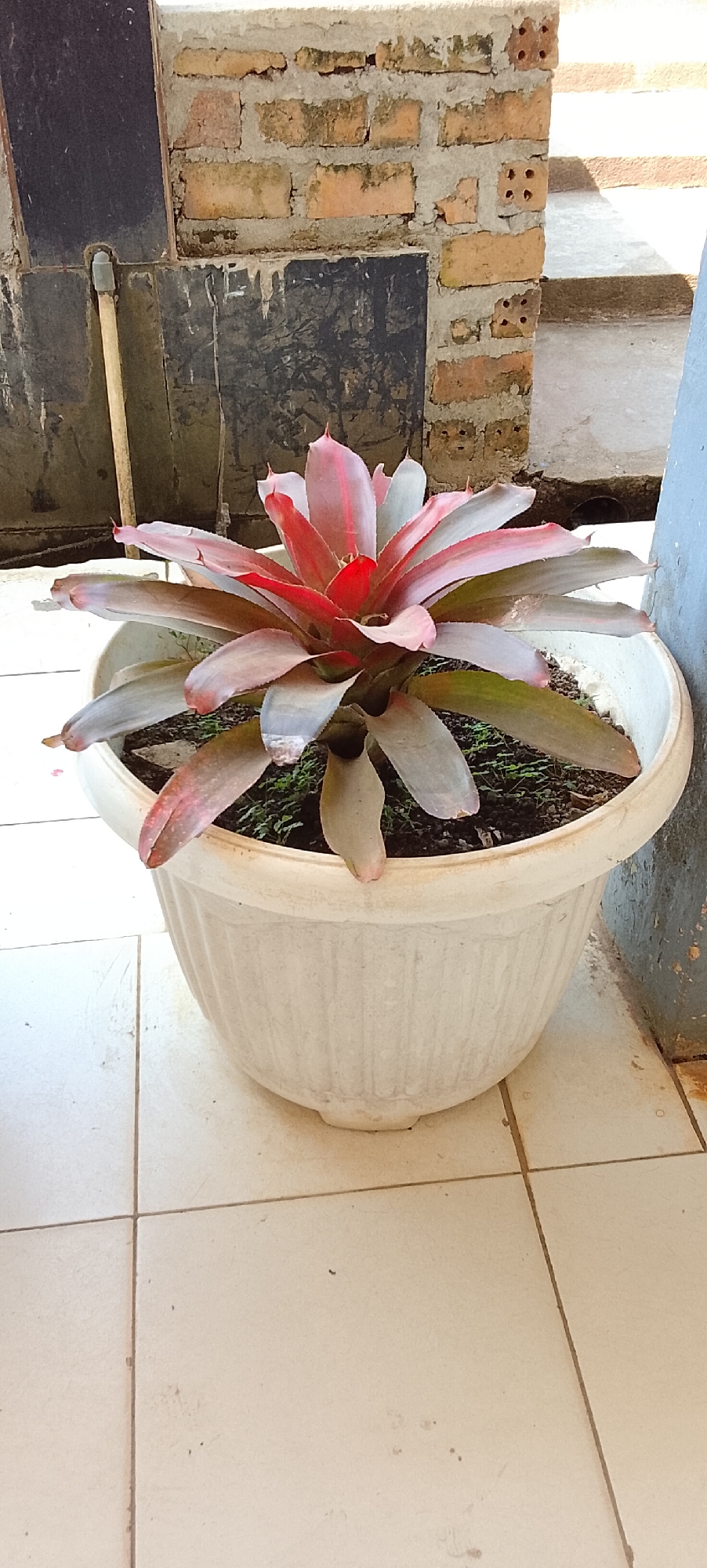An overhead medium shot captures a bromeliad plant in a white pot situated on a tiled floor. The plant, with its vibrant red and green leaves, is the focal point. Behind the plant, a brick wall with visible mortar is the primary background element, with a portion of a darker tiled surface to the left and a hint of stairs to the right. The lighting suggests an outdoor or semi-outdoor environment, possibly a patio or balcony, given the presence of tiles and the brick construction. The scene appears to be static, with no visible human presence or activity.