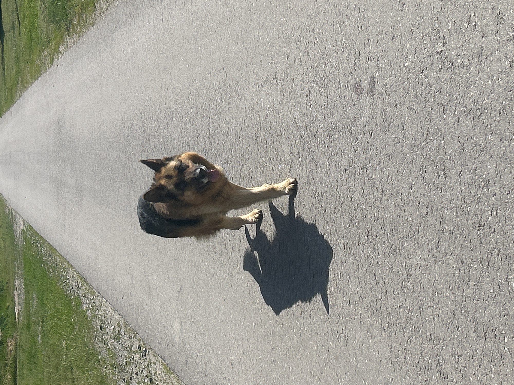 In Velykyi Trostianets, Ukraine, a German Shepherd is walking on a paved path. The dog is medium-sized with tan and black fur. It is facing the camera and its tongue is sticking out. The dog's shadow is cast on the path to its left. The path is bordered by a strip of gravel and then grass on either side. The scene appears to be outdoors in daylight.