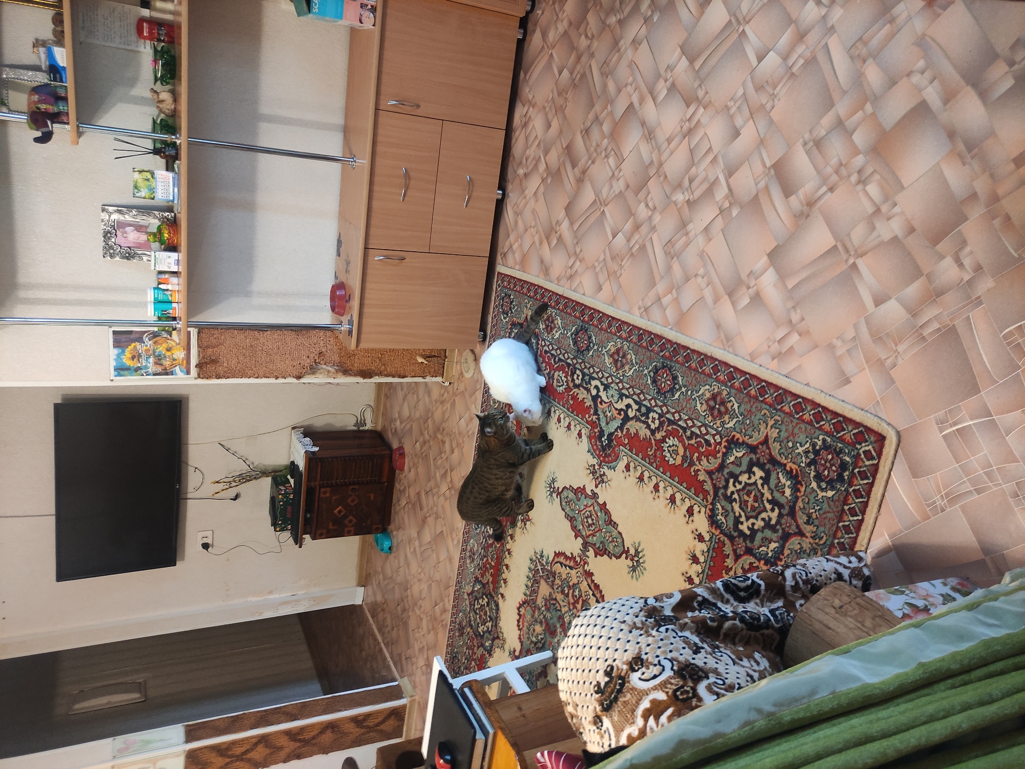A domestic interior scene is observed. A tabby cat is positioned on an ornate rug, interacting with a white rabbit. The rug is placed on a floor with a grid pattern. Adjacent to the rug is a cabinet, and to the left, a television is mounted on the wall above a dark-colored cabinet. Shelving and various objects are displayed on the wall unit to the left. The location is possibly Pavlodar, Kazakhstan, though this cannot be verified from the image alone.