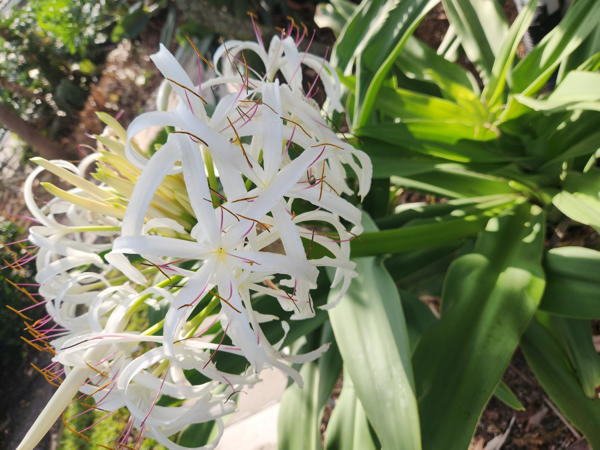 The image showcases a cluster of white, spider-like flowers with long, delicate petals and prominent stamens tipped with reddish-brown anthers. The flowers are the central subject, with their intricate structures and numerous tendrils creating a sense of airy complexity. Behind the blooms, broad, vibrant green leaves form a lush backdrop, suggesting a healthy plant in a natural or cultivated setting. The lighting indicates it is daytime, with sunlight casting shadows and highlighting the textures of the petals and leaves. The background is softly blurred, hinting at a garden or outdoor environment, possibly with some foliage and ground cover visible. There is no visible text in the image. The overall impression is one of natural beauty and botanical interest. The location is Altamonte Springs, United States of America.