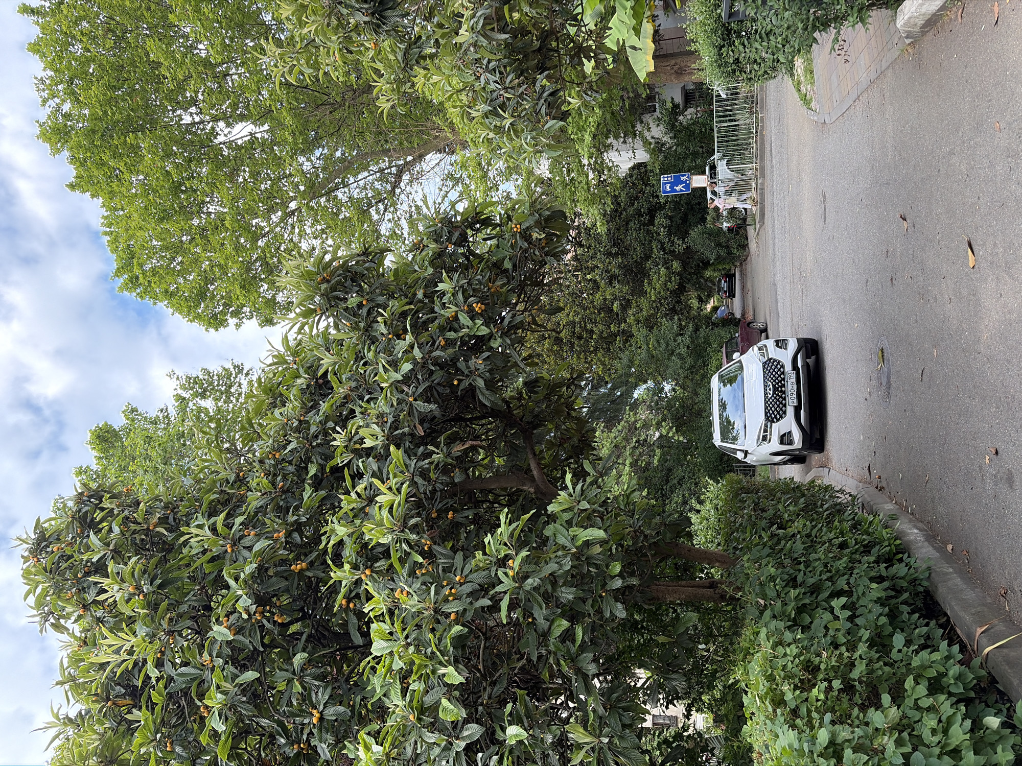 This is a full, eye-level, outdoor, daytime photograph taken on a street in Sochi, Russia. The scene is dominated by lush green foliage from trees and bushes that line both sides of a paved road. In the foreground, a white SUV is parked on the right side of the road. The car has a license plate that appears to read "P090HB 193". A pedestrian crossing sign is visible behind the SUV. The road continues into the distance, where more trees and buildings are visible. The sky above is partly cloudy with patches of blue. The overall impression is one of a verdant, well-maintained urban environment.