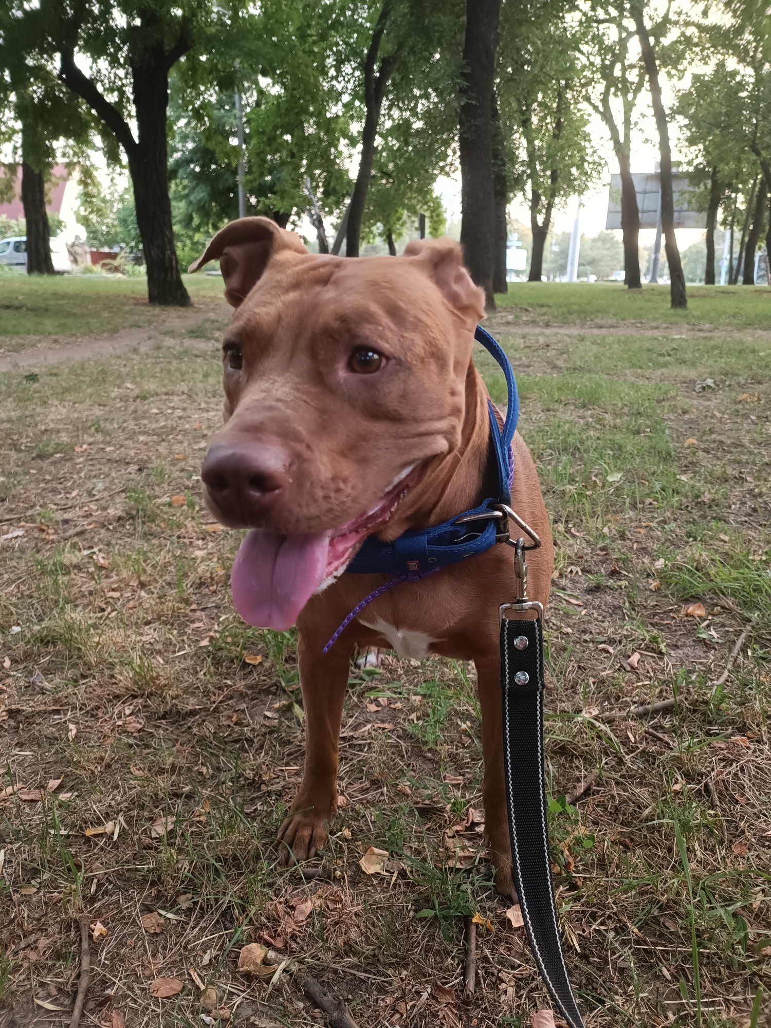 A medium shot captures a tan pit bull standing on a grassy area with scattered leaves. The dog is facing left and looking at the camera, with its tongue slightly out. It's wearing a blue collar with a black leash attached. The background consists of trees with green foliage and a blurred glimpse of a building on the far left. The scene appears to be an outdoor park or green space within the city of Zaporizhzhia, Ukraine, possibly during the late afternoon or early evening given the lighting.