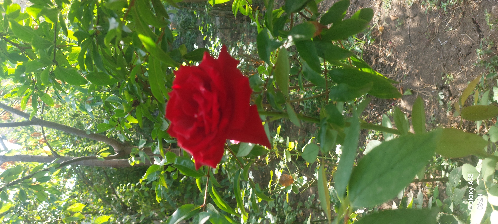 A close-up, vertical, eye-level shot features a vibrant red rose in the foreground, its petals unfurled and slightly blurred, set against a backdrop of lush green foliage. The rose appears to be in full bloom, with some slight wilting visible on the edges of its petals. Behind the rose, the scene transitions into a garden environment with dappled sunlight filtering through the leaves, suggesting an outdoor setting, likely a park or a residential garden in Ganja City, Azerbaijan. The ground below is covered with soil and a scattering of dry leaves. The image has a timestamp in the lower-left corner indicating "Galaxy A52 09:20".