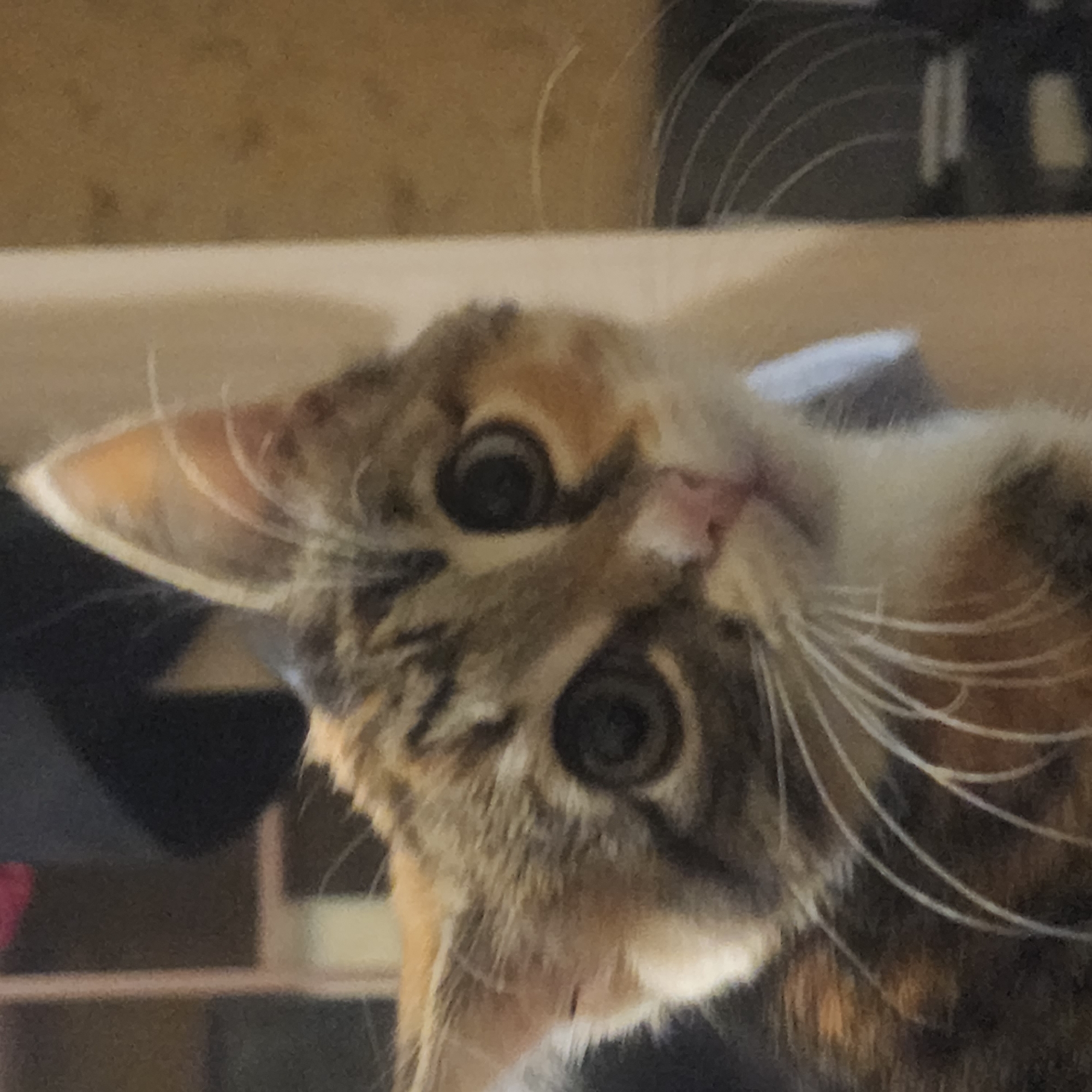 This is a close-up, slightly out-of-focus photograph of a calico kitten looking towards the camera. The kitten's face is the primary subject, with its large, dark eyes, pink nose, and white whiskers prominently visible. The background is blurred, showing muted tones of brown, beige, and dark gray, with hints of vertical and horizontal lines suggesting indoor shelving or furniture. There are no identifiable landmarks or elements that place this image specifically within Moscow, Russia.
