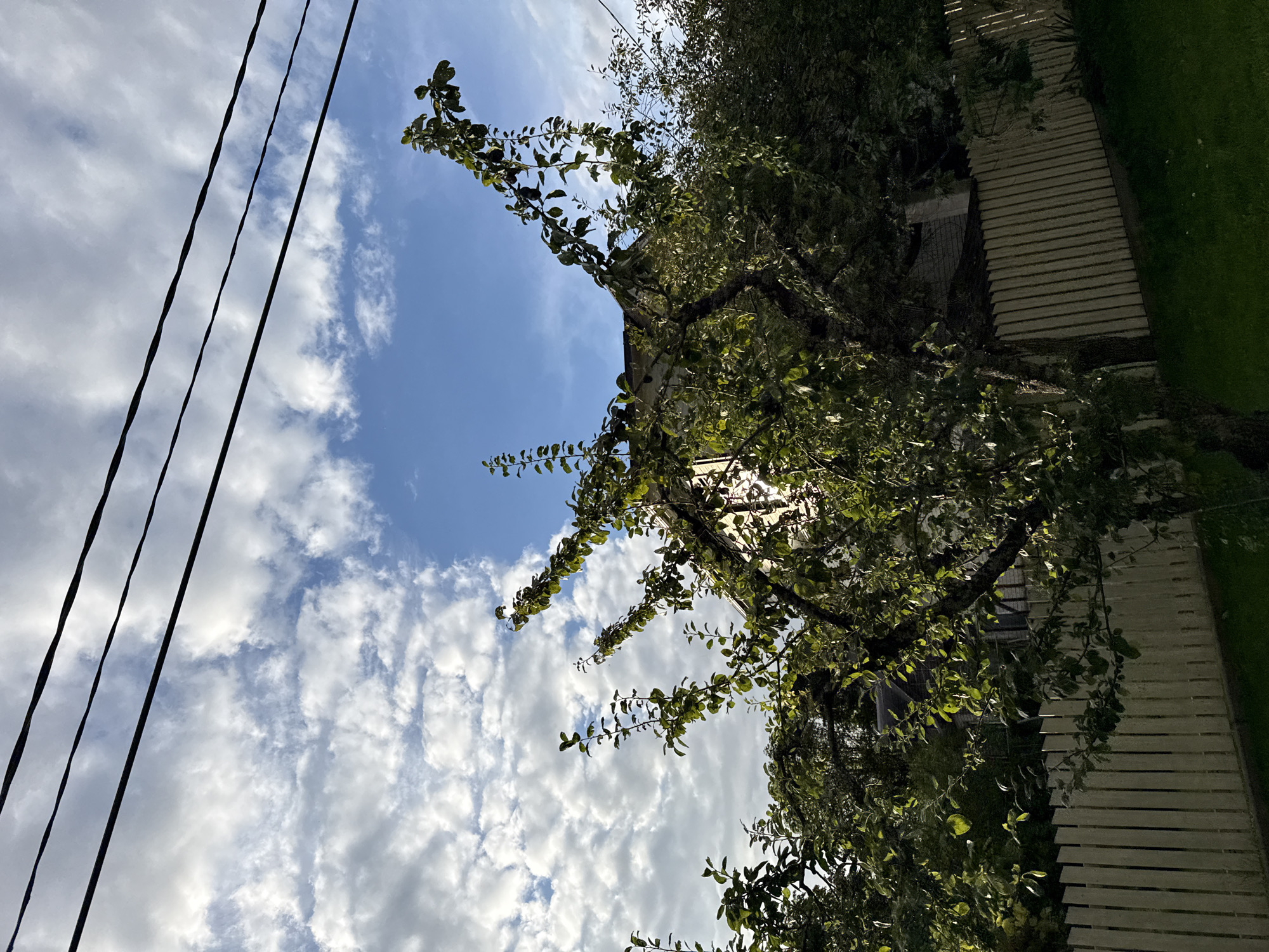 A low-angle, full outdoor shot captures a residential yard with a light-colored wooden fence, lush green grass, and trees against a bright blue sky scattered with white, fluffy clouds. Three black wires stretch horizontally across the upper portion of the frame, obscuring a portion of the sky. The foreground is dominated by a mature tree with dark bark and leafy branches that partially obscure a building in the background. The building appears to be a house with a visible roofline. The scene is devoid of people. The lighting suggests it is daytime, possibly late afternoon given the shadows. The context of Tallinn, Estonia, is not discernible from the visual elements alone.