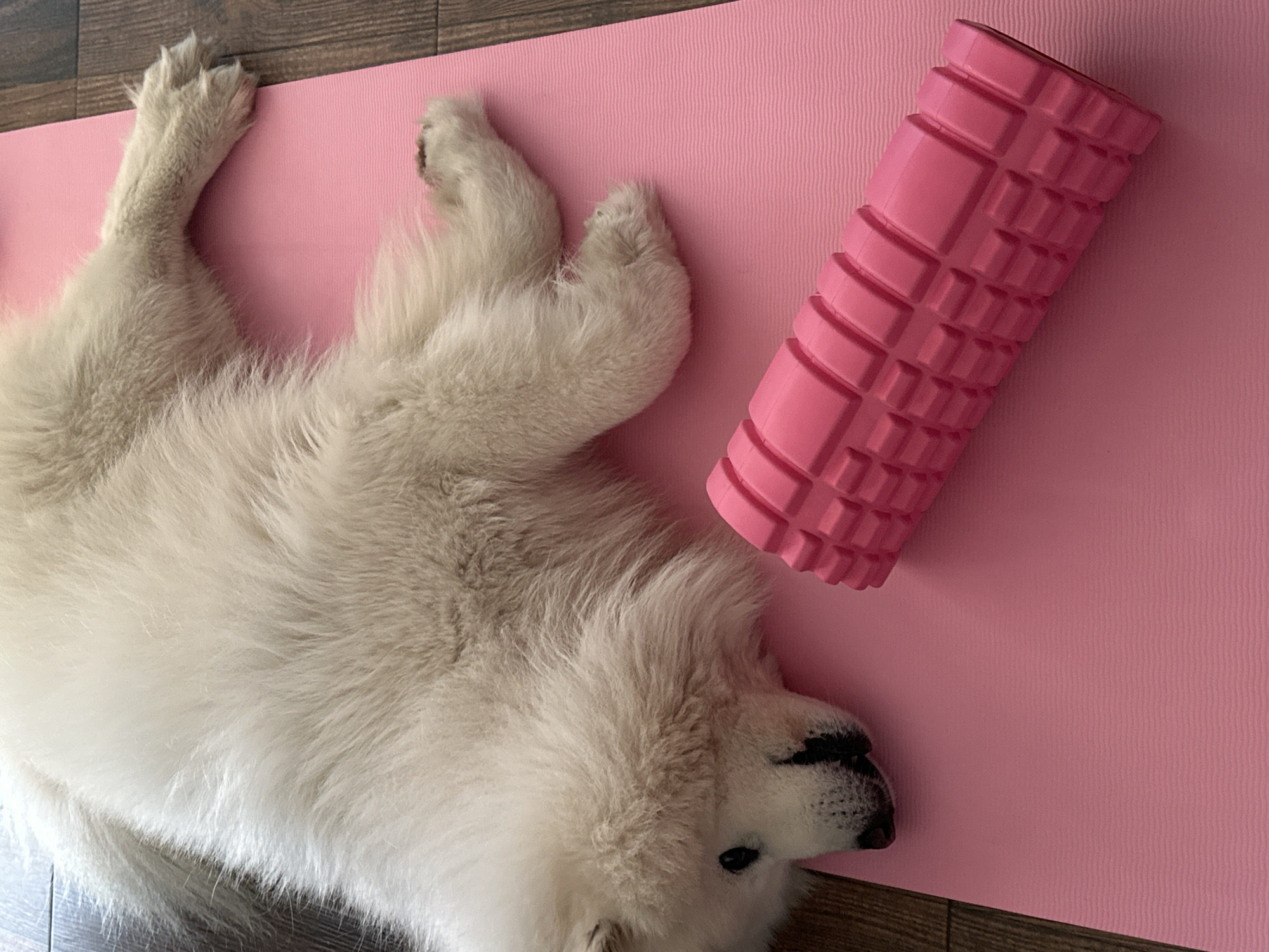A light pink yoga mat lies on a dark wood floor. A white Samoyed dog sprawls on the mat, its paws visible near the upper left corner of the frame. A pink foam roller with a textured surface is positioned diagonally on the mat, near the dog's head. No people are visible. The image does not contain enough information to pinpoint a specific location in Bar, Montenegro.