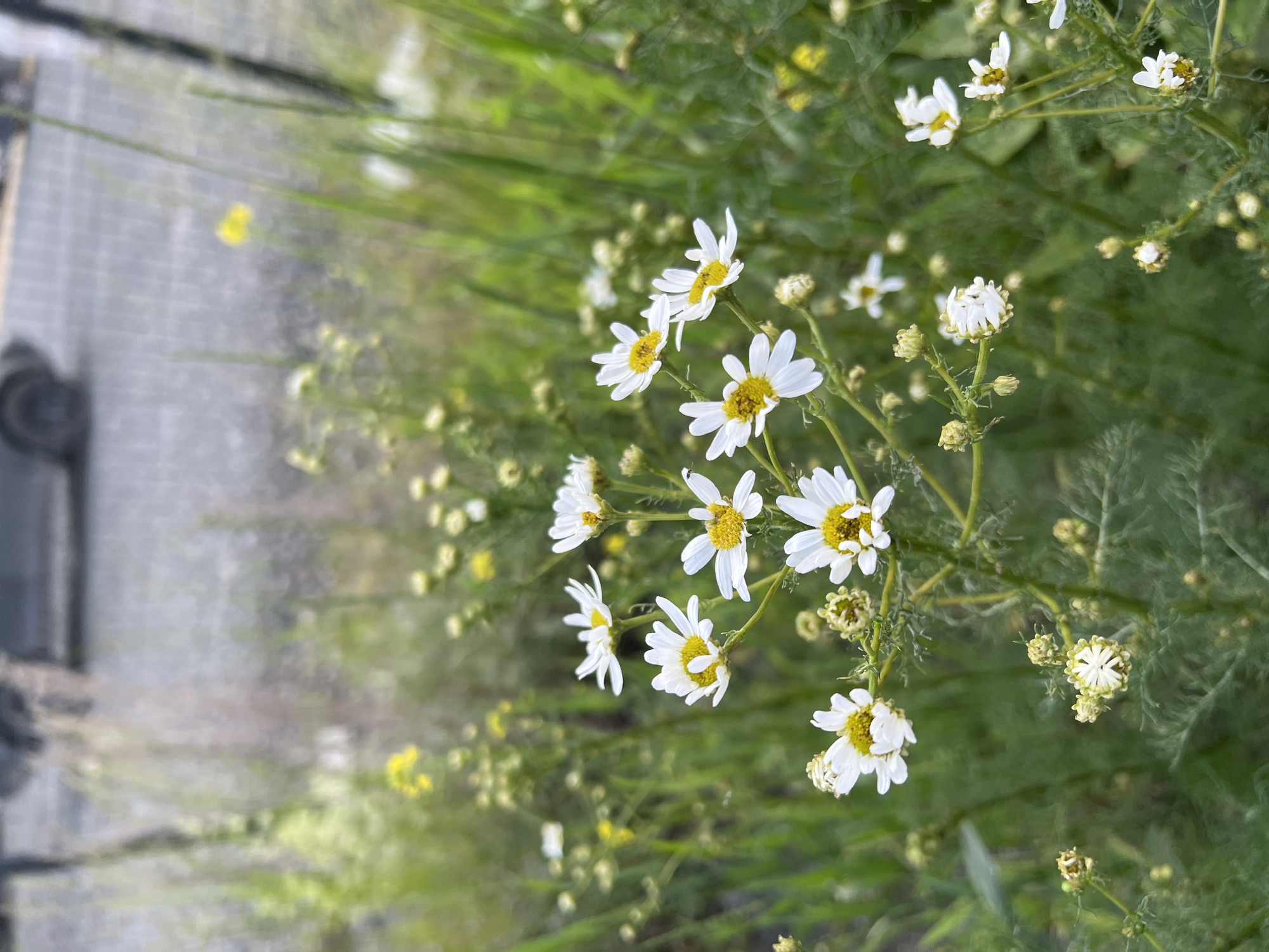 The image shows a close-up view of white daisies with yellow centers, growing among green foliage. The flowers are in various stages of bloom, with some fully open and others in bud. The background is a soft blur of green and some lighter areas, suggesting an outdoor setting. To the left of the image, a blurred paved area with some indistinct dark objects is visible, possibly a sidewalk or walkway next to a road. A small yellow flower is also visible in this paved area, adding a splash of color. The overall scene is natural and peaceful. The lighting appears to be natural daylight, likely daytime given the brightness. There is no visible text in the image. The location context is Yekaterinburg, Russia.
