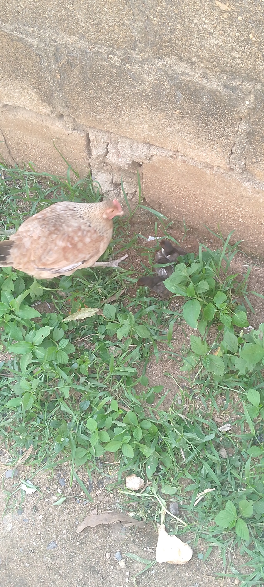 The image shows a hen with its chicks on the ground near a rough concrete wall. The hen is light brown with darker speckles and has a red comb. It is standing on the left side of the frame, facing right. Next to the hen, to its right, are several dark-colored chicks huddled together in the grass. The ground is covered with dry earth and green grass. In the foreground, there is some dry leaf litter and a white object that resembles a piece of discarded paper or a stone. The scene appears to be outdoors, possibly in a yard or a rural area. The lighting suggests it is daytime, with no strong shadows indicating a particular time of day, and the weather appears to be fair. The concrete wall has a rough, textured surface with some cracks and a mortar line visible. The overall impression is a peaceful, domestic scene of a mother hen with her young.