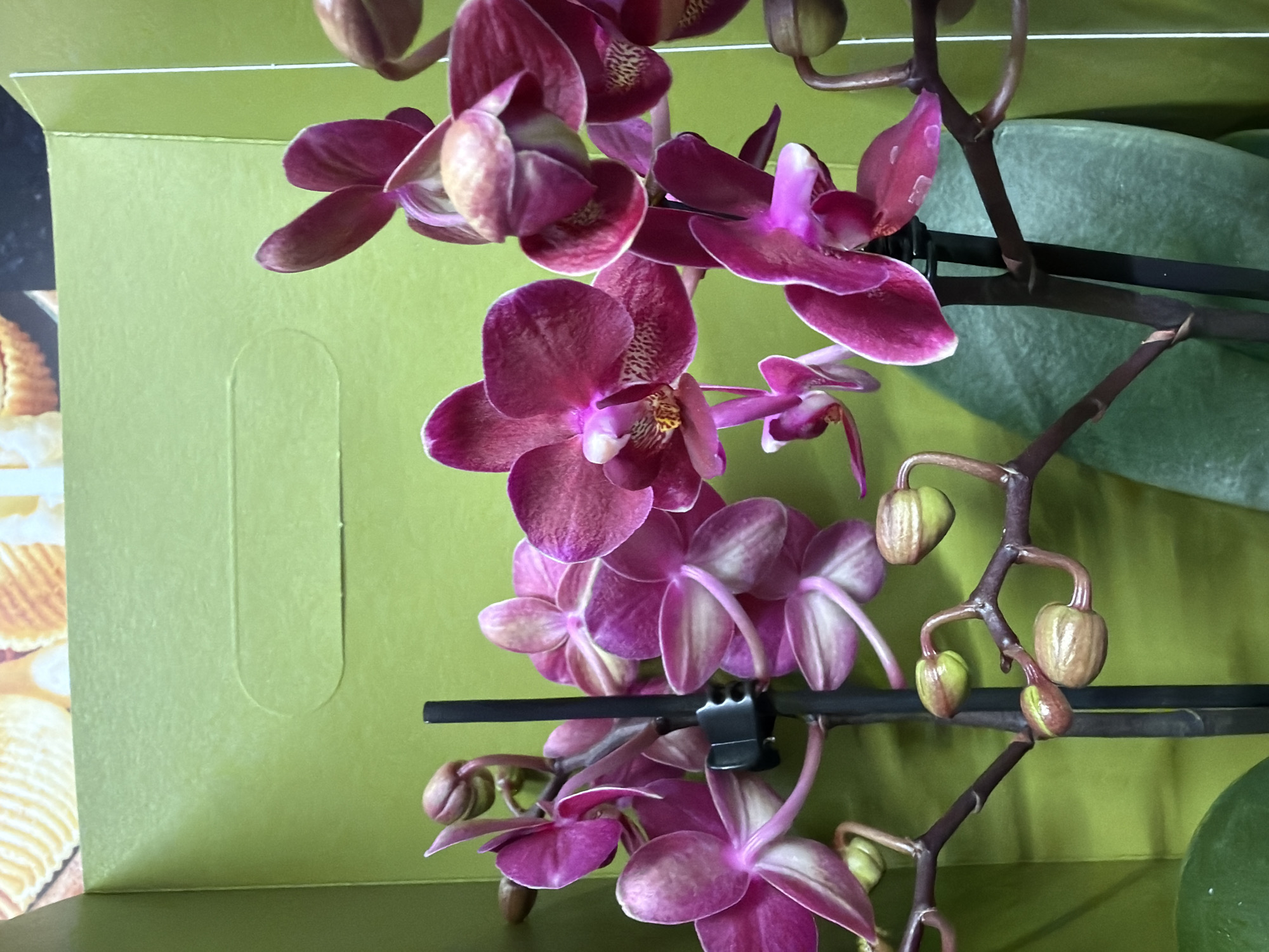 The image displays a close-up view of a purple orchid plant, likely a Phalaenopsis variety. The plant features multiple open flowers with petals exhibiting a gradient of purplish-red hues and some buds that are not yet open. The stem of the orchid is secured to a support stick with a black plastic clip. The plant appears to be situated within a container or packaging with a green background. The lighting in the scene is bright and diffuse.
While the origin of the photo cannot be traced to a specific location in London, it could have been taken anywhere orchids are sold or grown.