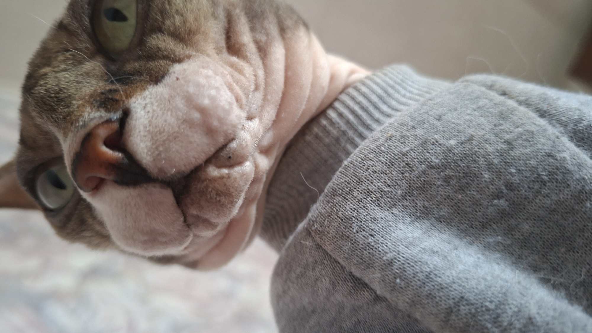 A close-up shot of a Sphynx cat wearing a grey knitted sweater. The cat's head is angled towards the camera, showing its wrinkled skin, light green eyes, and pink nose.
The location of Забалоцкі сельскі Савет, Belarus is not discernable from this image.