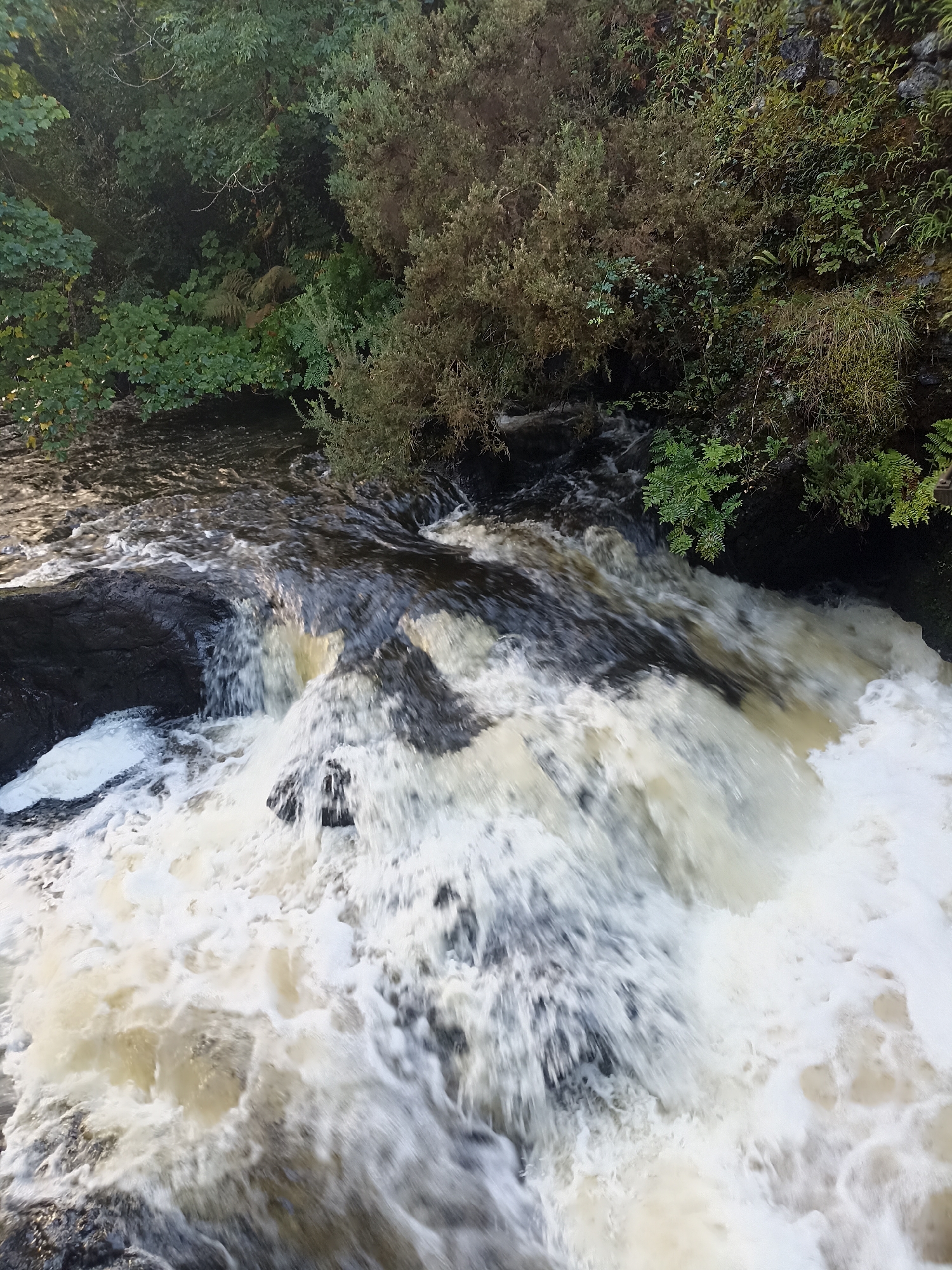 A high-angle, close-up shot captures a turbulent waterfall cascading over dark rocks. The water is frothy and white, with darker currents visible beneath the surface. Lush green foliage, including trees, bushes, and ferns, lines the banks of the waterfall, creating a natural, wild environment. The scene appears to be located in a wooded area, likely along a river or stream. This image is of the waterfall at Aasleagh Falls in County Mayo, Ireland, near the border with County Galway and close to the town of Oughterard.