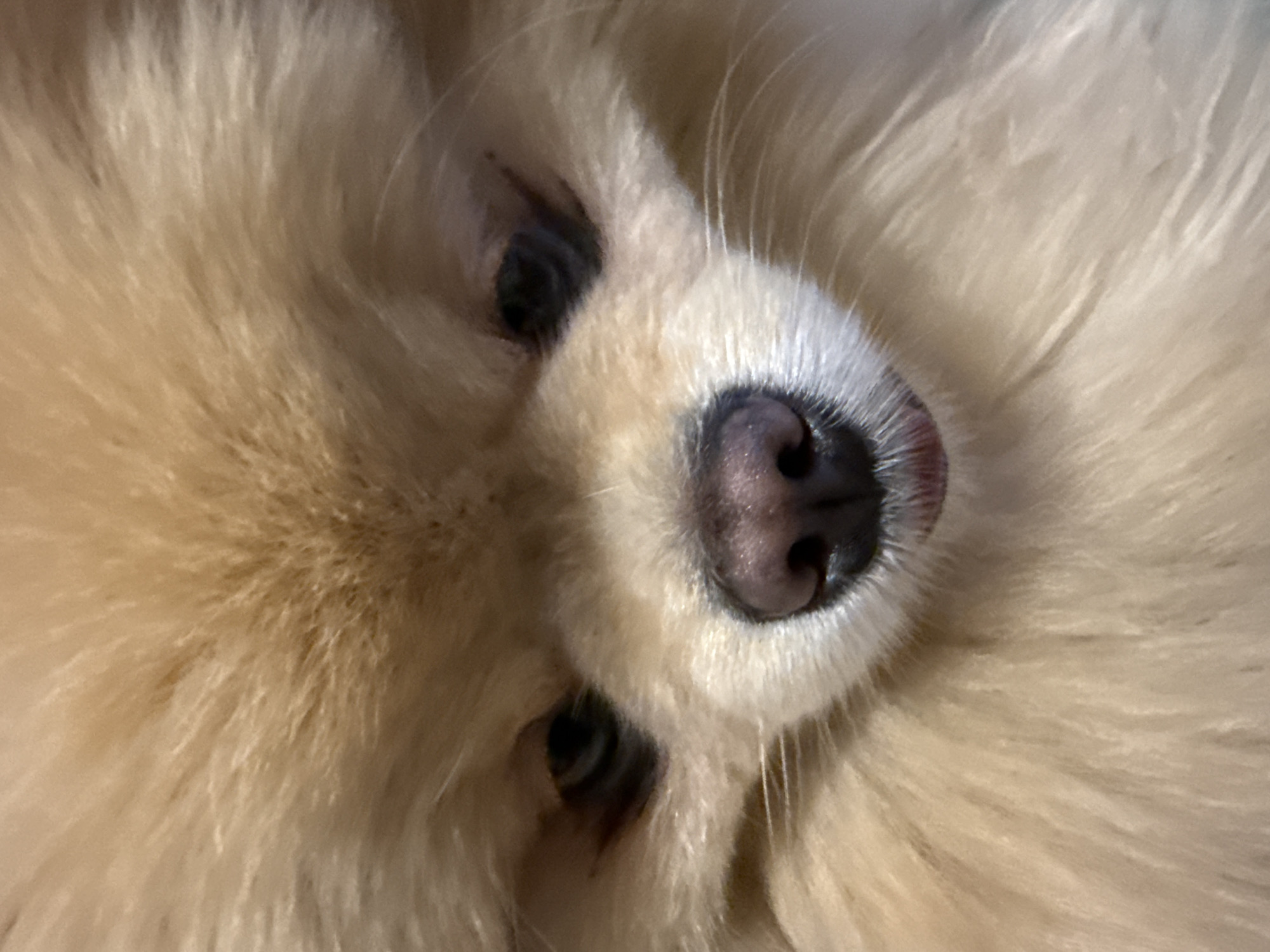 This is a close-up, head-on photograph of a Pomeranian dog's face. The dog has light brown fur, which is very fluffy and obscures much of its face. The eyes are dark and appear slightly sleepy. The nose is dark pink and wet, with short, white whiskers extending from its muzzle. The mouth is partially visible, with a hint of pink lip. The background is soft and out of focus, with the same light brown color as the dog's fur. The image is brightly lit, likely with natural light, creating soft shadows. The location is Unknown, Unknown.