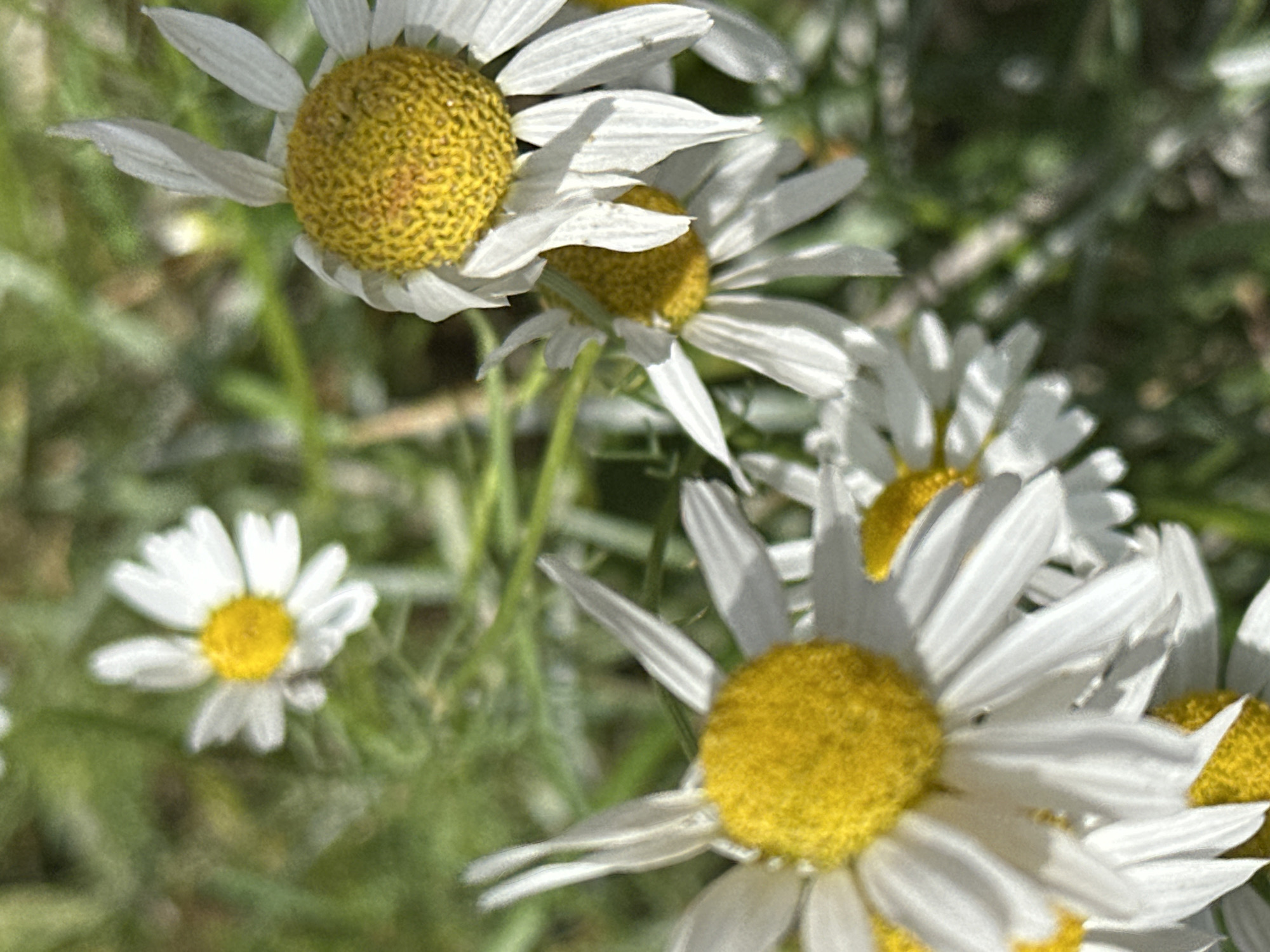 The image shows a close-up view of several daisies with white petals and yellow centers, set against a blurred green background of foliage and stems. The daisies appear to be growing outdoors, possibly in a garden or natural setting. The lighting suggests it is daytime, with some sunlight filtering through. The overall impression is of a natural scene focused on the details of the flowers. The image does not contain any information about the city of Znamya Oktyabrya, Russia, or any specific identifiable location within it.
