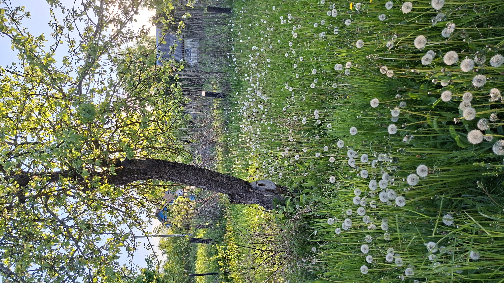 The image shows a field of dandelions in Сваткаўскі сельскі Савет, Belarus. A tree with green leaves is on the left side of the frame. The ground is covered in grass and many dandelions with white seed heads. In the background, there is a wooden fence and a building. The sun is shining.