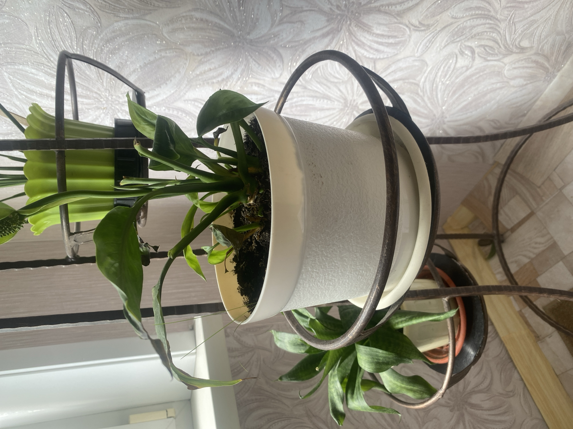 The image displays an indoor scene, likely a home, with several potted plants. The plants are arranged on a multi-tiered metal plant stand. The main subject is a white pot containing a green plant with broad leaves. Some of the leaves exhibit browning and wilting at the edges. Behind this plant, another plant in a lime green pot is partially visible, and below it, a snake plant in a terracotta pot can be seen. The background features a window with vertical blinds and a wall covered with light-colored, patterned wallpaper. The lighting suggests it is daytime, with natural light filtering in from the window. No people or animals are present in the image. The scene does not contain any elements that would allow for a specific determination of its location within Vitsebsk, Belarus.