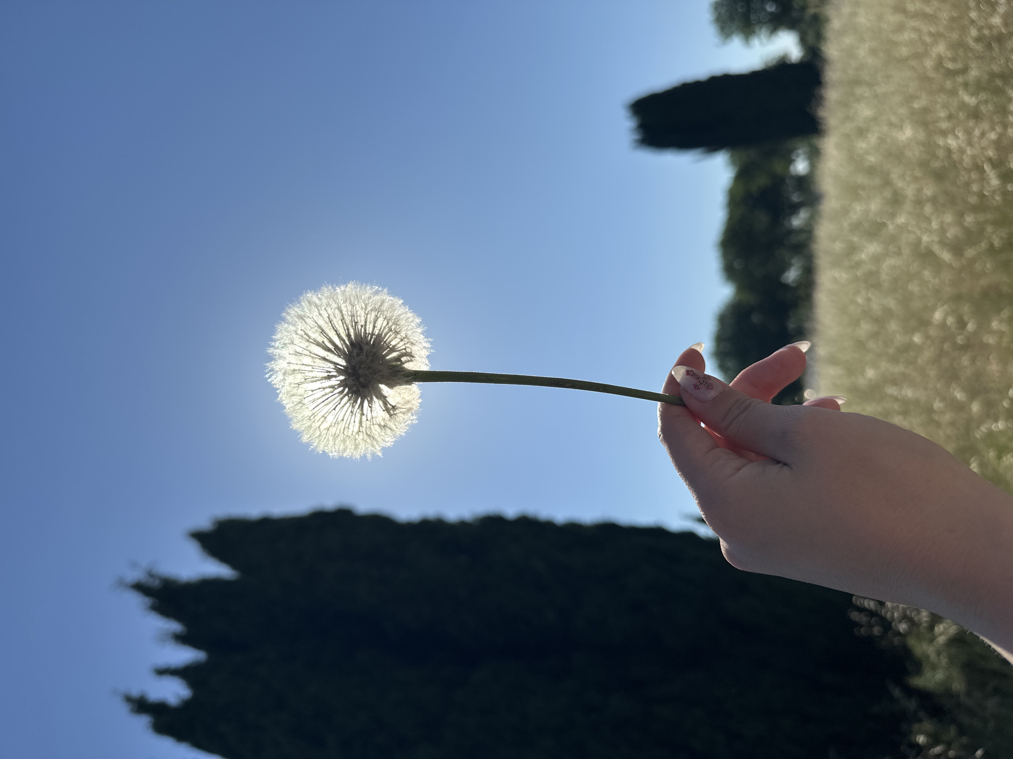 A person's hand holds a dandelion against a blue sky. The sun is behind the dandelion, making it glow. In the background are dark green trees and a field of light-colored grass. The image was taken in Caissargues, France.