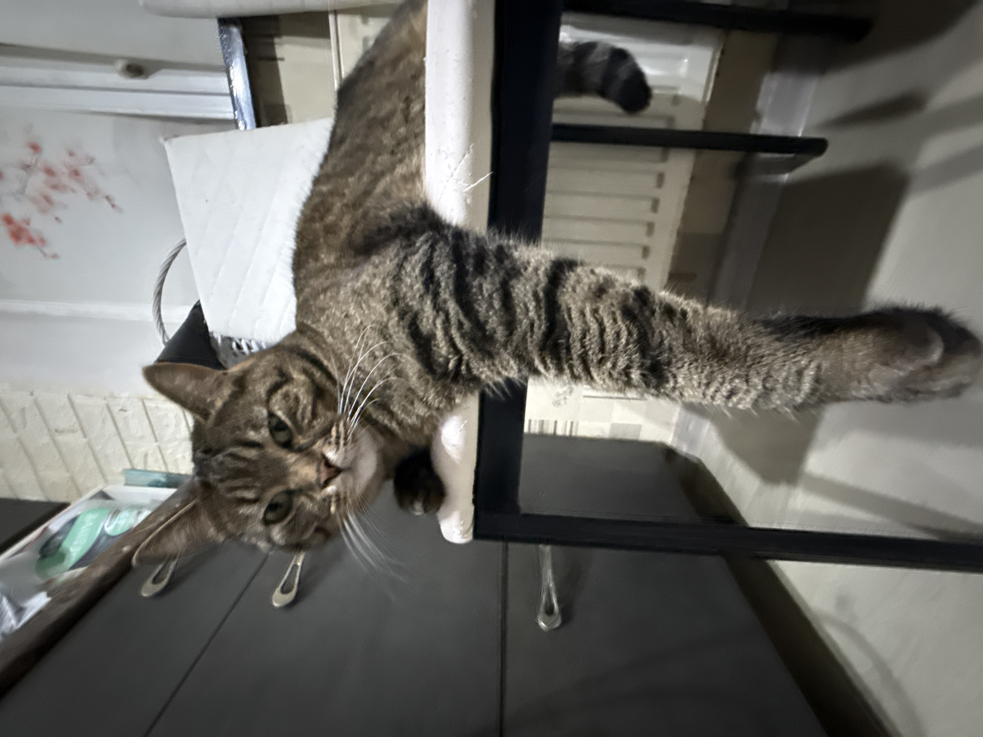 A tabby cat is lounging on a chair in what appears to be a domestic indoor setting. The cat is lying on its side with its front legs stretched out and one hind leg dangling off the edge of the chair. The cat has grey and brown stripes and is looking towards the camera. The chair has a white cushion and black metal legs. In the background, there is a dark gray dresser or cabinet with silver handles, a white radiator, and a wall with a decorative floral pattern. The lighting suggests it is daytime. There is no information in the image to indicate the location in Simferopol, Ukraine.
