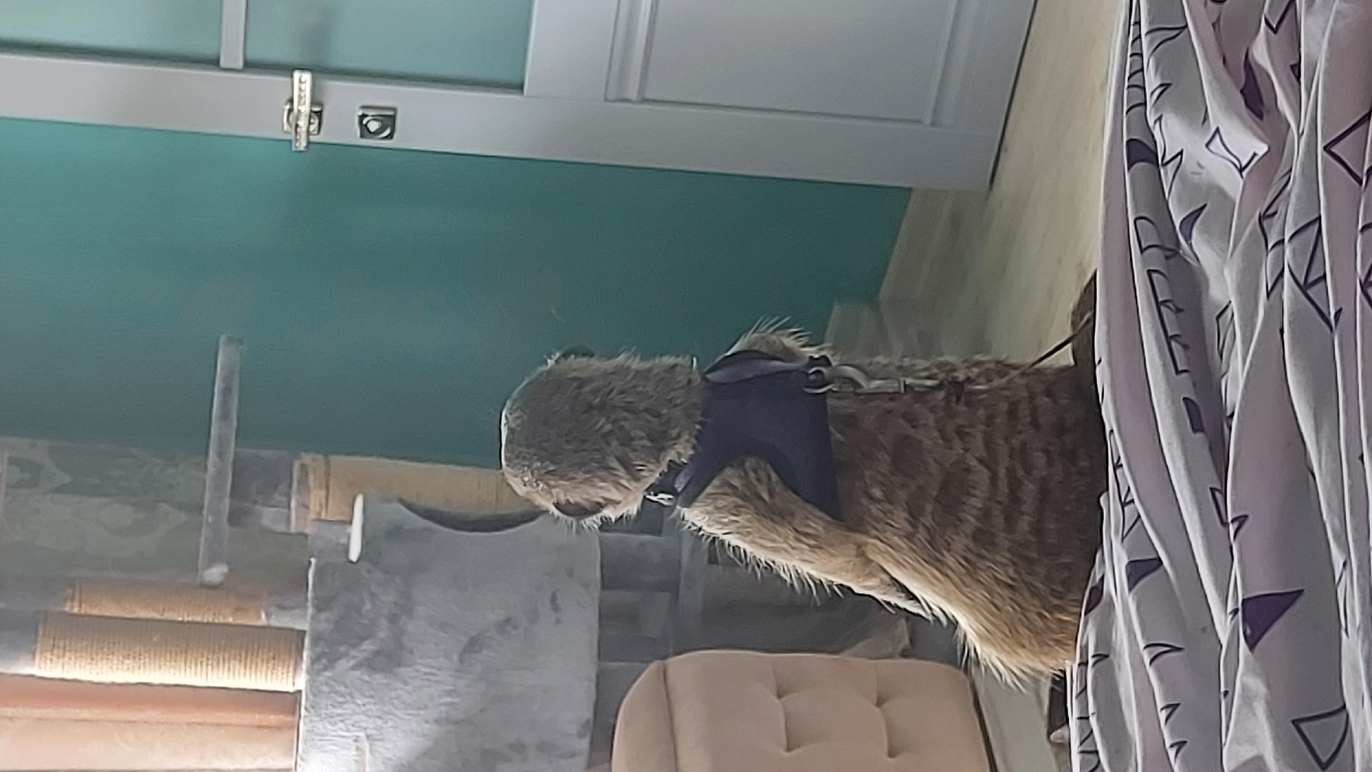A meerkat wearing a dark blue harness is sitting on a bed with purple and white geometric patterned bedding. The meerkat is facing away from the camera and looking towards a teal-colored wall. To the right of the meerkat, a white door with silver hardware is visible. In the background, there is a multi-level cat tree with textured poles and grey platforms. A cream-colored upholstered piece of furniture is partially visible on the left side of the image. The floor is light wood. The scene appears to be indoors, possibly in a residential setting. There is no information to place this image in Vladivostok, Russia.