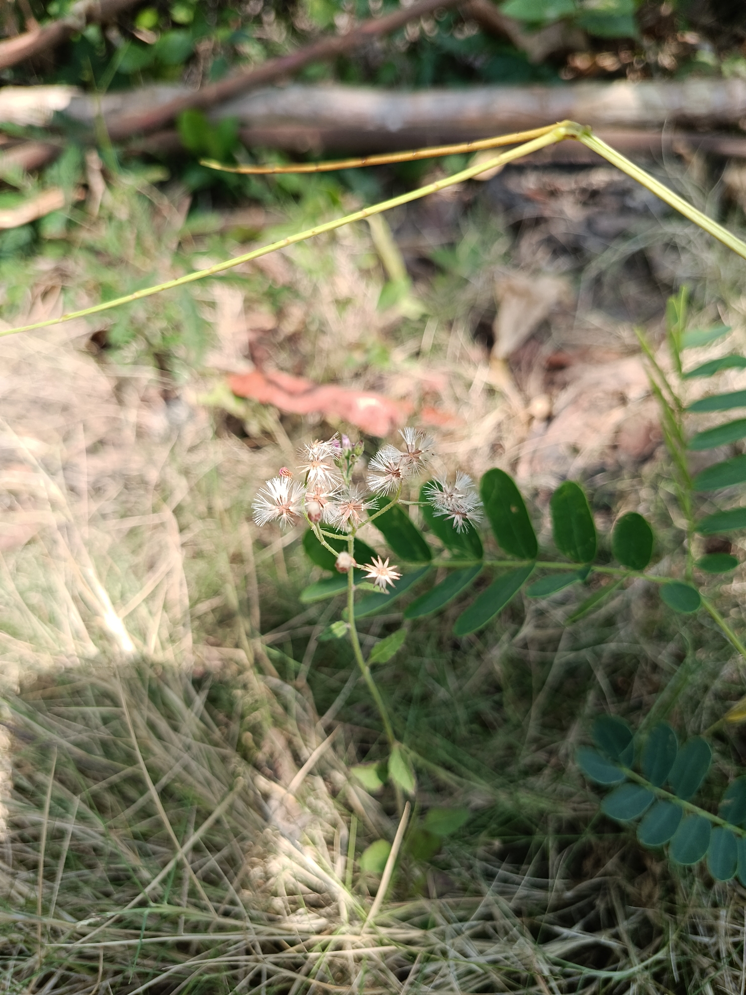 A close-up, slightly blurred, eye-level shot shows a cluster of small, white, dandelion-like flowers with spiky seed heads on a green stem. To the right of the flowers are several oval-shaped, dark green leaves arranged along another stem. The background consists of dried grass and foliage, with some out-of-focus branches and greenery. The scene appears to be outdoors, possibly in a natural or unmanicured area. The lighting suggests it is daytime. No specific location in Kemiri, Indonesia is identifiable from the image.