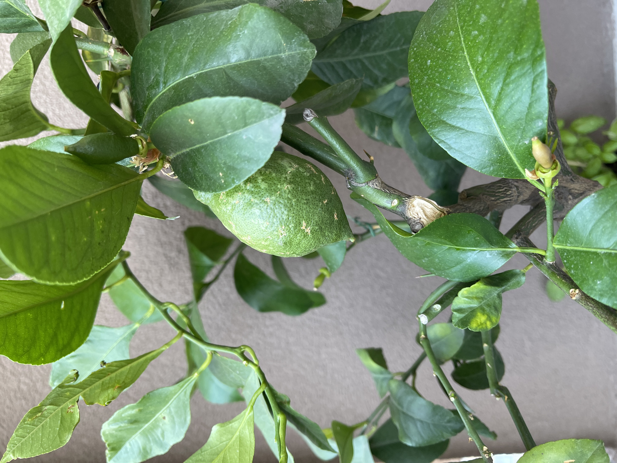 A close-up, eye-level shot captures a young lemon on a branch of a citrus tree. The lemon, still green and oblong, is centered in the frame, surrounded by lush green leaves. The background is a neutral, light brown wall. The lighting is natural and casts soft shadows, highlighting the texture of the leaves and the fruit. The image appears to be taken outdoors in Podgorica, Montenegro, perhaps in a residential garden or balcony.