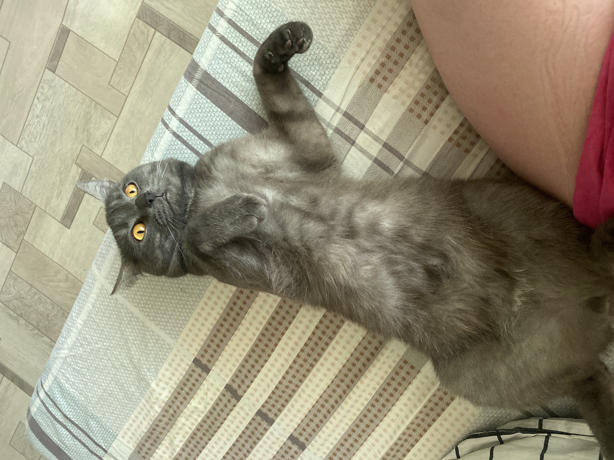 A gray shorthair cat lies on its back on a patterned bedspread. The cat is positioned in the lower center of the image, with its head oriented towards the left side. It has yellow eyes and a slightly visible silver tabby pattern on its face and body. The cat's left front paw is raised in the air, displaying dark pads. The bedspread has a pattern of squares and stripes in beige, brown, and gray tones. A person's leg is partially visible in the upper right corner of the image, wearing a pink garment. The background includes a section of a floor with a light-colored, geometric pattern. The location is not indicated.