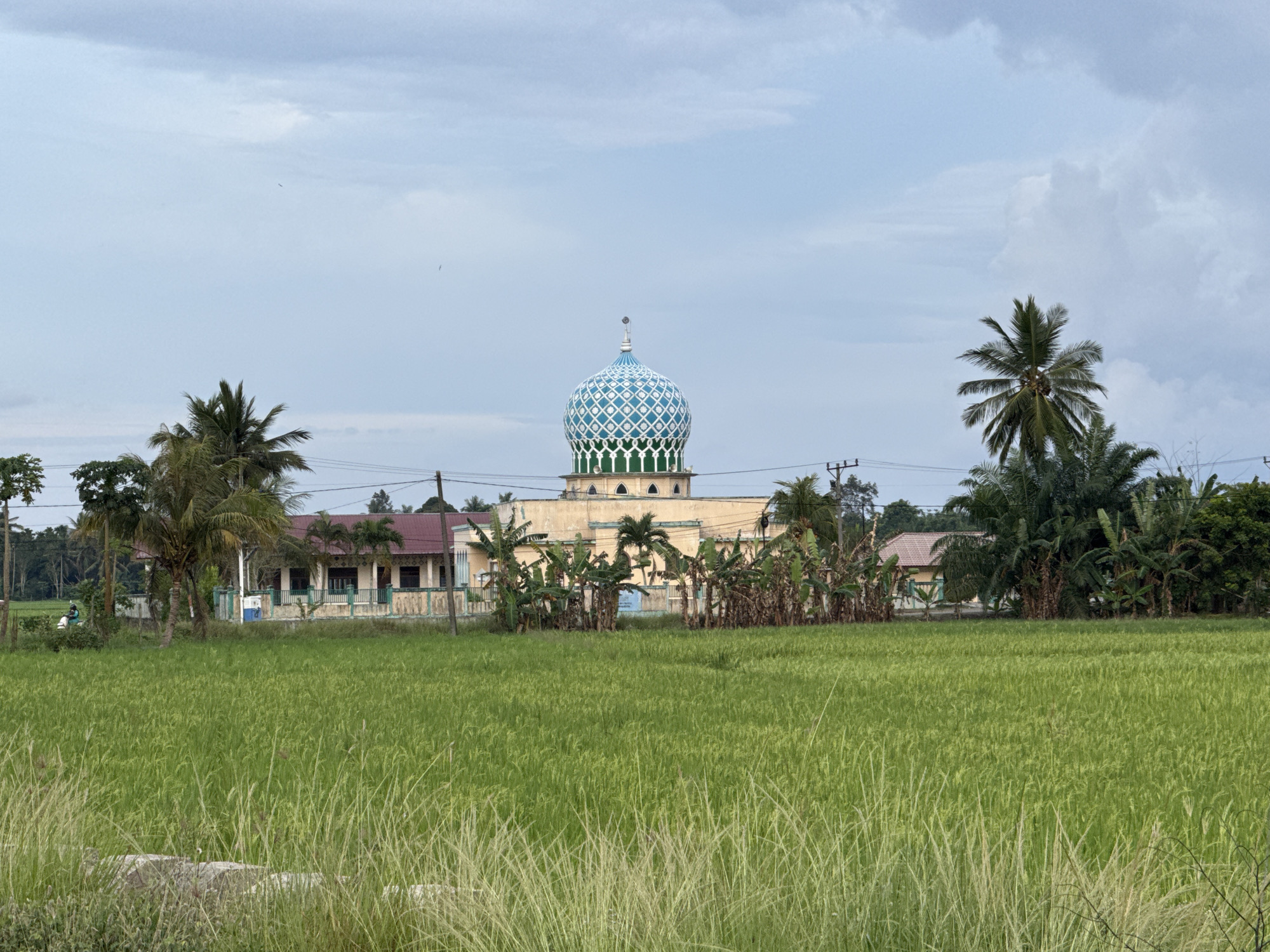 The image depicts a mosque in Muliengmanyang, Indonesia, situated behind a lush green rice field. The mosque is a cream-colored building with a distinctive blue and green patterned dome. Palm trees flank both sides of the building, and banana plants grow in front. Overhead power lines are visible in the middle ground. The foreground is dominated by the rice field, with some taller grasses growing closer to the viewer. The sky is overcast and light gray. A building with a red roof can be seen partially obscured behind the palm trees to the left. A person riding a scooter is also visible on the left.