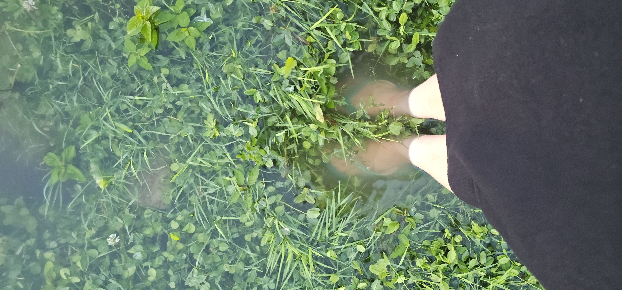 A person is standing in a flooded grassy area. Their legs and feet are submerged in the murky water, which is clear enough to see the green grass and clover growing beneath the surface. The person is wearing dark shorts and what appear to be light-colored shoes or boots. The water level comes up to the person's ankles. The scene is dominated by the lush green vegetation and the water, suggesting an outdoor setting that has experienced recent rainfall or flooding. The overall impression is one of a casual or perhaps adventurous moment, interacting with nature. There is no visible text in the image. The lighting suggests it is daytime.