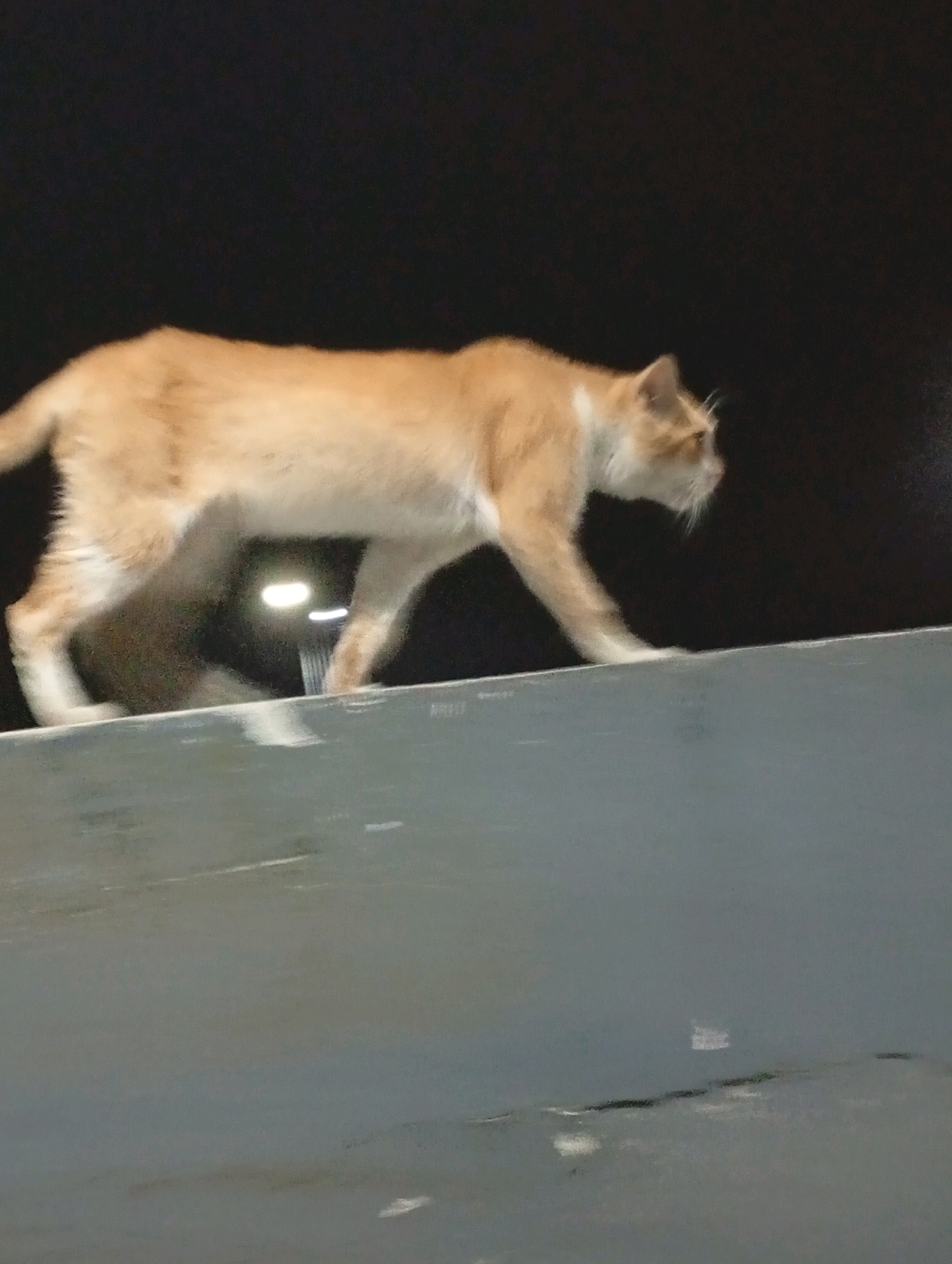 A ginger and white cat walks on a grey concrete barrier at night. The cat is in profile view, facing right, with its body elongated as it moves. Its fur is short and appears somewhat ruffled. The background is dark, suggesting nighttime, with a few blurred lights visible behind the cat, possibly streetlights. The barrier it walks on is wide and flat, with some texture and scattered light reflections on its surface. The bottom portion of the image shows a blurry, grey expanse, likely another surface or the continuation of the barrier. No people are visible in the image. The location is identified as Tasikmalaya, Indonesia.