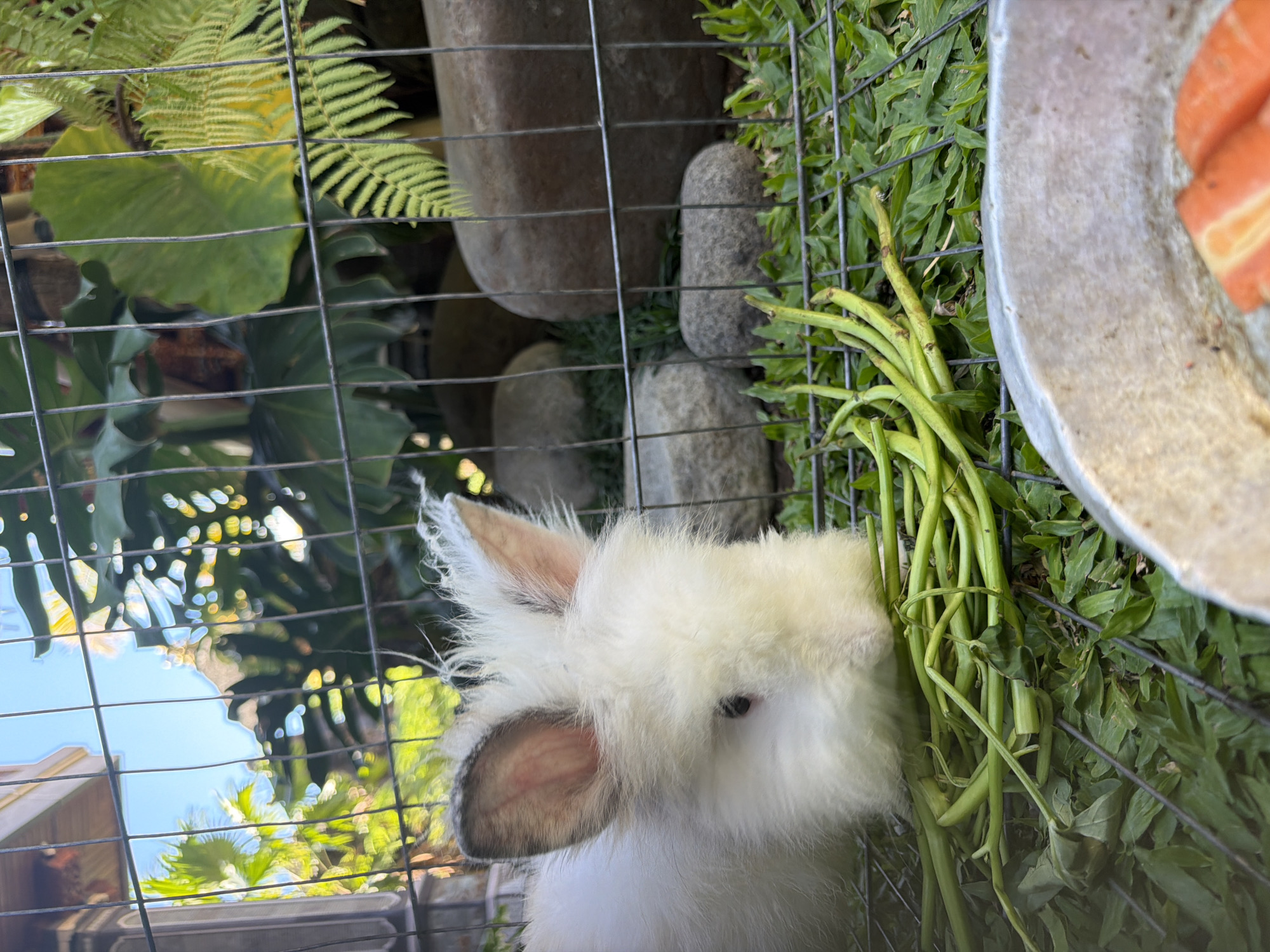 In North Kuta, Indonesia, a white rabbit eats green beans inside a wire cage. Rocks, ferns, and other leafy plants sit behind the cage. A plate with orange items is next to the rabbit. The sky is visible through the cage wires.