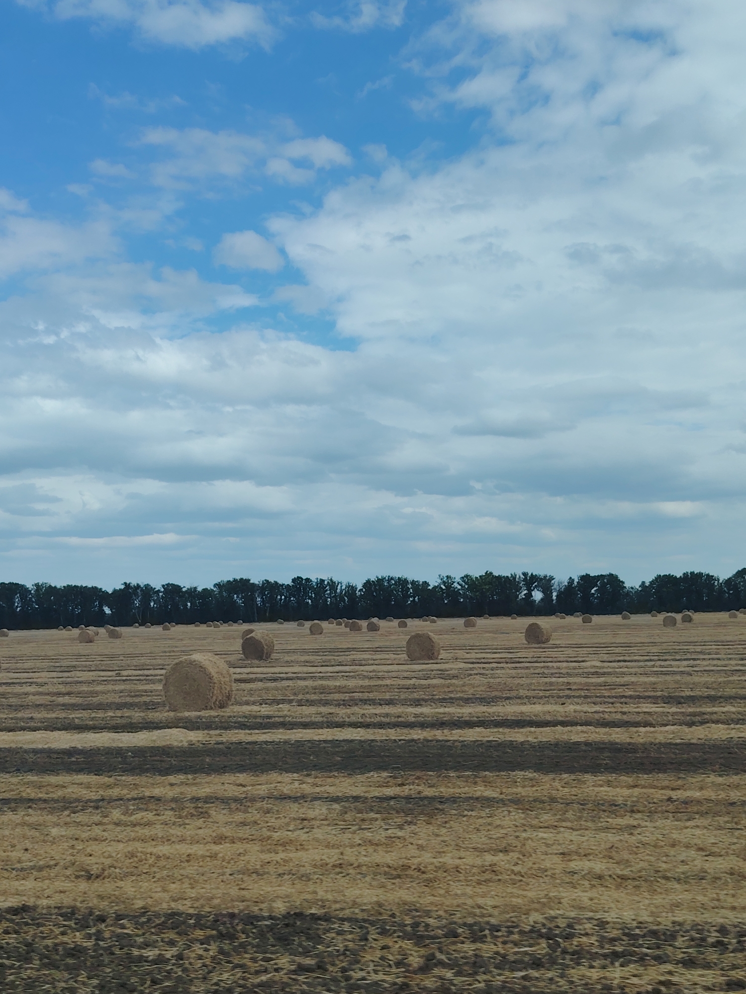 This is a photograph of a rural landscape. In the foreground, a field is covered with rows of harvested wheat or hay, forming a textured surface with shadows creating a striped pattern. Scattered across the field are numerous round hay bales, some appearing larger and closer than others. In the background, a dense line of green trees forms a horizontal band, separating the field from the sky. The sky above is a pale blue, populated with fluffy white and grey clouds. The image appears to be taken in the city of Tselina, Russia, depicting a scene of agricultural activity.
