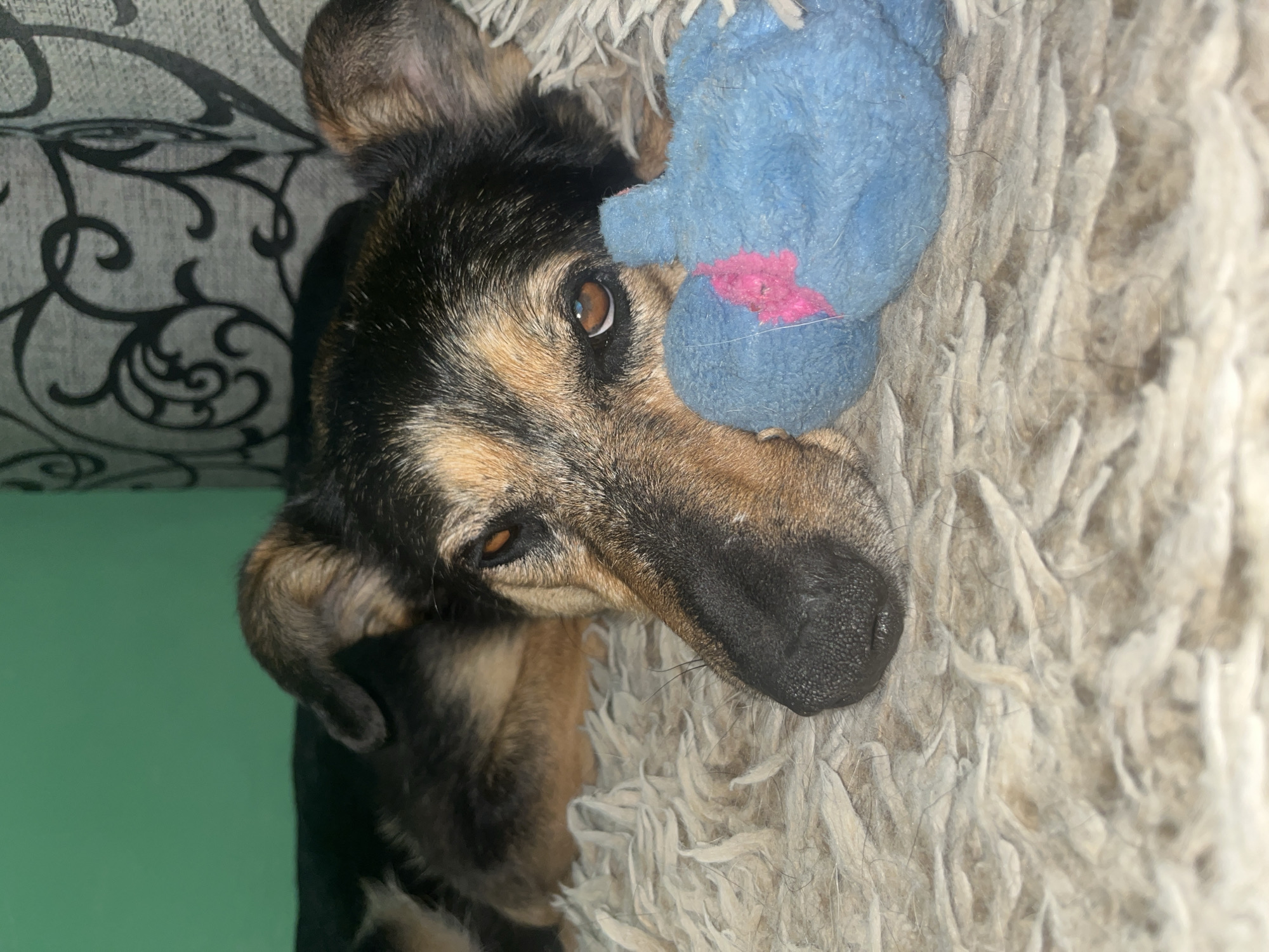 The image is a close-up shot of a medium-sized dog with tan and black fur, resting on a fluffy, cream-colored rug. The dog is lying on its side with its head turned towards the camera, its eyes partially closed and its nose resting on a small, blue stuffed toy with a pink detail. The background features a green wall on the left and a grey, patterned curtain on the right. There is no indication of the location in Nizhny Tagil, Russia.