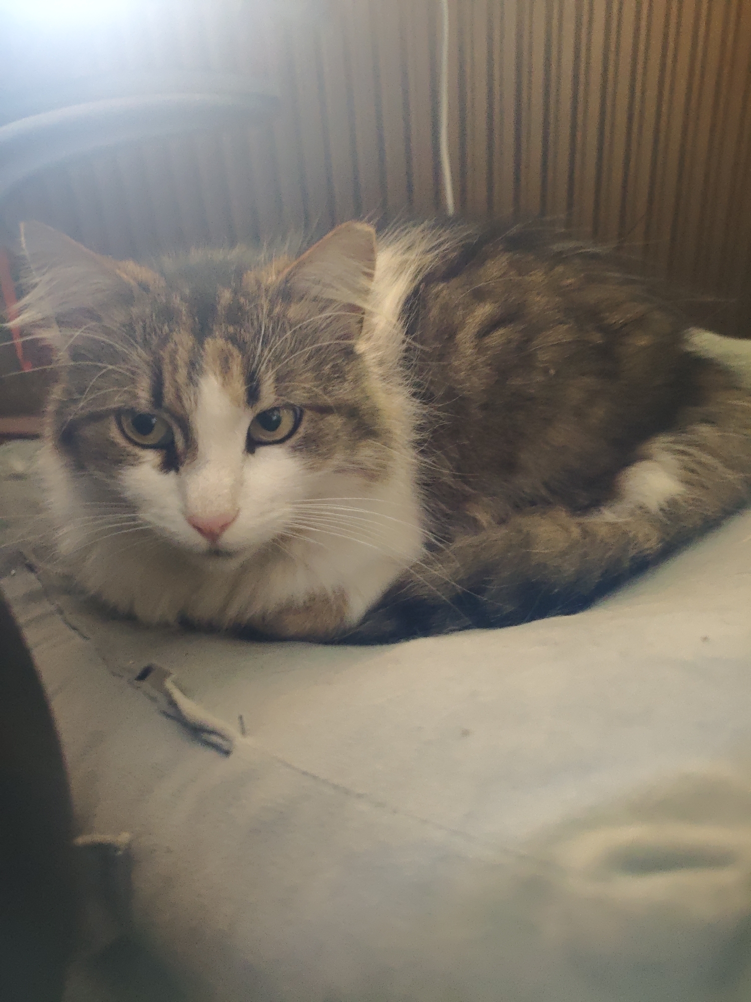 A medium-sized cat with a white, brown, and tabby coat is lying on a light blue or gray cushion or fabric. The cat is positioned towards the center of the frame, taking up a significant portion of the image. The background appears to consist of vertical wooden panels and a dark object in the upper left corner. The cat's face is prominently visible, with yellow eyes and white whiskers. The setting appears to be indoors. There is no location information.