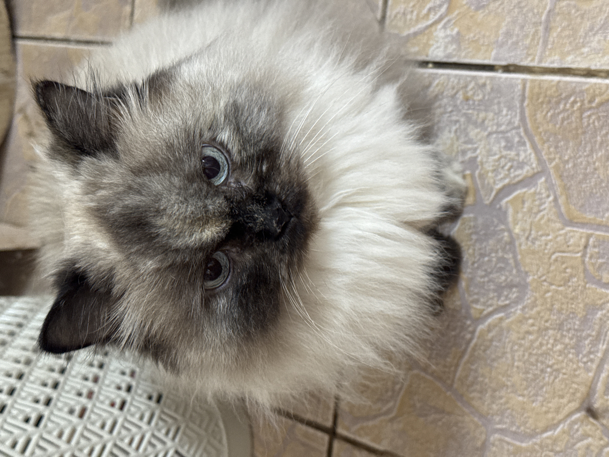 The image shows a close-up, high-angle view of a fluffy Himalayan cat with striking blue eyes. The cat has a light-colored body with darker points on its ears and face. Its fur is long and soft, with a significant amount of it framing its face, giving it a plush appearance. The cat's eyes are wide open, and it appears to be looking directly at the camera, conveying a curious or alert expression. Its nose is dark, and its whiskers are prominent and white.
The cat is positioned on a tiled floor. The tiles are a neutral, light brown or beige color with visible grout lines. The texture of the tiles suggests an indoor setting, possibly a kitchen or bathroom. To the left of the cat, a white plastic object with a grid-like pattern is partially visible, which might be part of a pet accessory or a grate.
The lighting in the image appears to be ambient indoor lighting, with no strong shadows indicating a specific time of day or weather conditions. The overall impression is of a domestic scene, with a pet at rest or observing its surroundings. The provided location context of Rusalevka, Russia, suggests this is likely a home environment within that region. There is no visible text in the image.