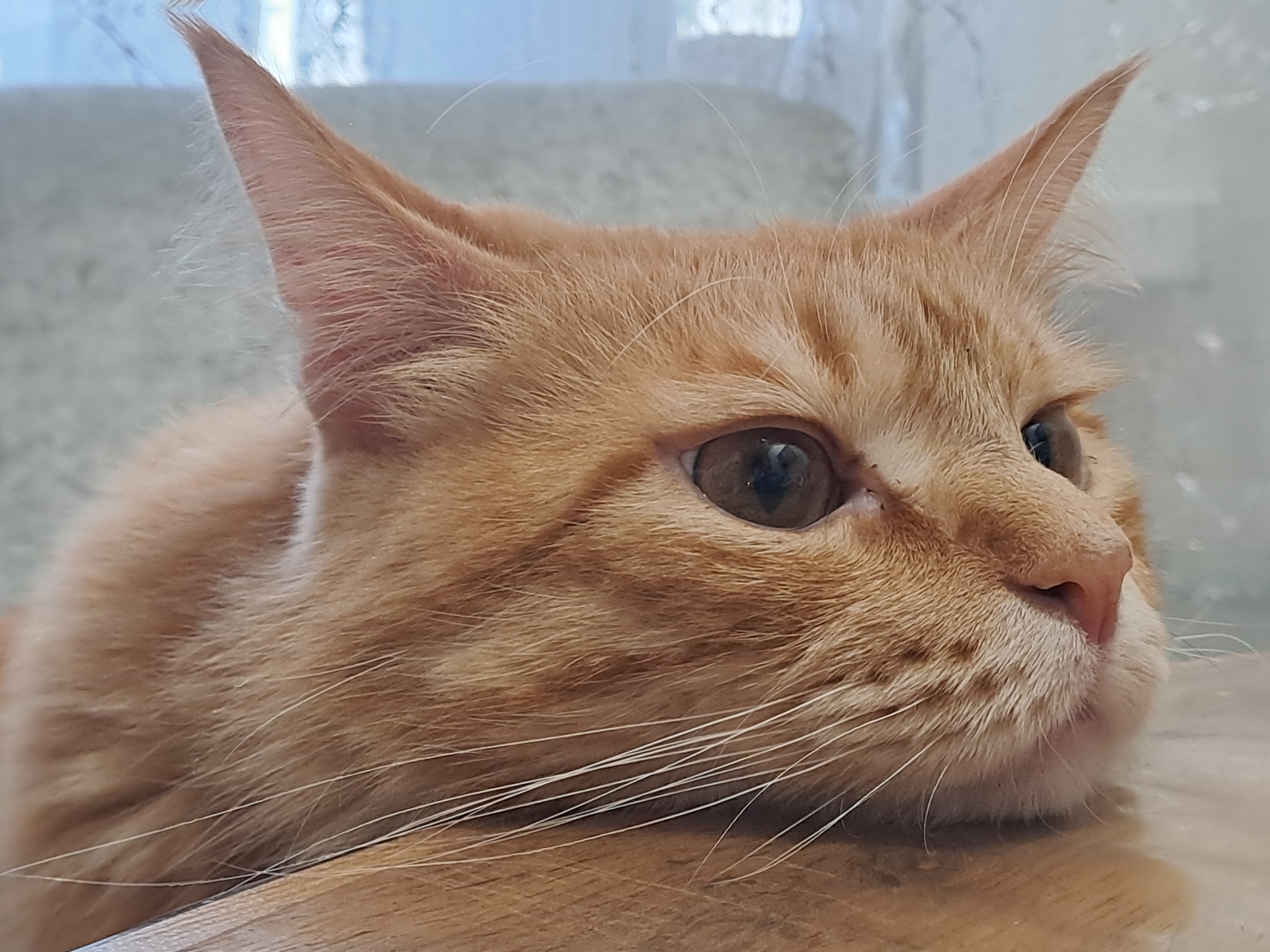 A close-up photograph features a ginger cat with amber eyes. The cat's face is the primary focus, with its ears pointed upwards and white whiskers prominent against its fur. The cat appears to be resting its head on a wooden surface. The background includes a blurry, light-colored surface and sheer curtains.
The location, Bolshaya Elhovka, Russia, is not evident from the visual information in the photograph. Therefore, I cannot comment on this location.