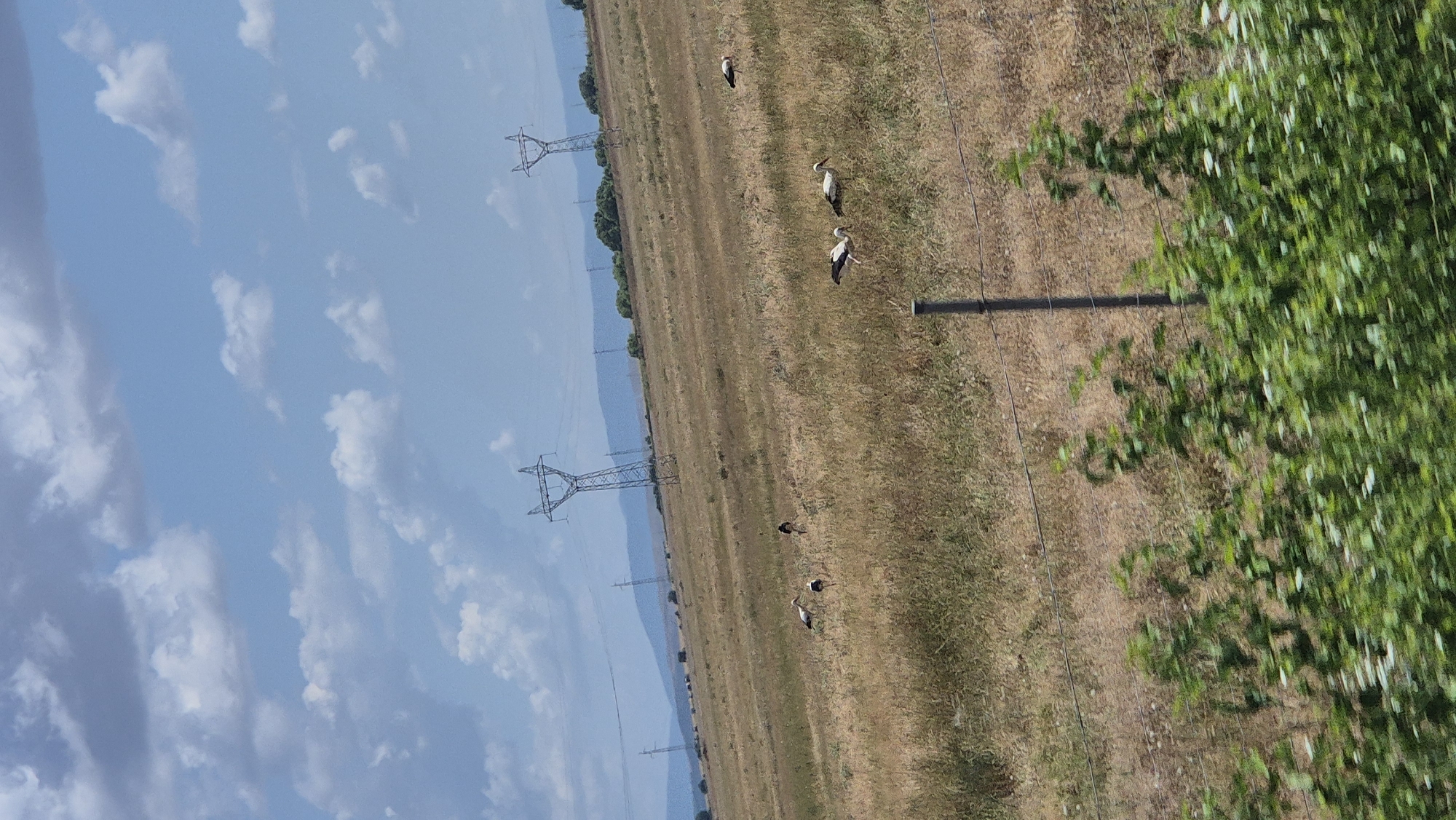 The image depicts a rural landscape in Palauzovo, Bulgaria. The scene is dominated by a dry, grassy field with several large storks scattered throughout. In the background, power lines and pylons stretch across rolling hills under a partly cloudy sky. In the foreground, a fence with thin wires and a wooden post runs horizontally across the image, with blurry green foliage in front of it. The overall impression is one of a quiet, natural setting with human infrastructure present.
