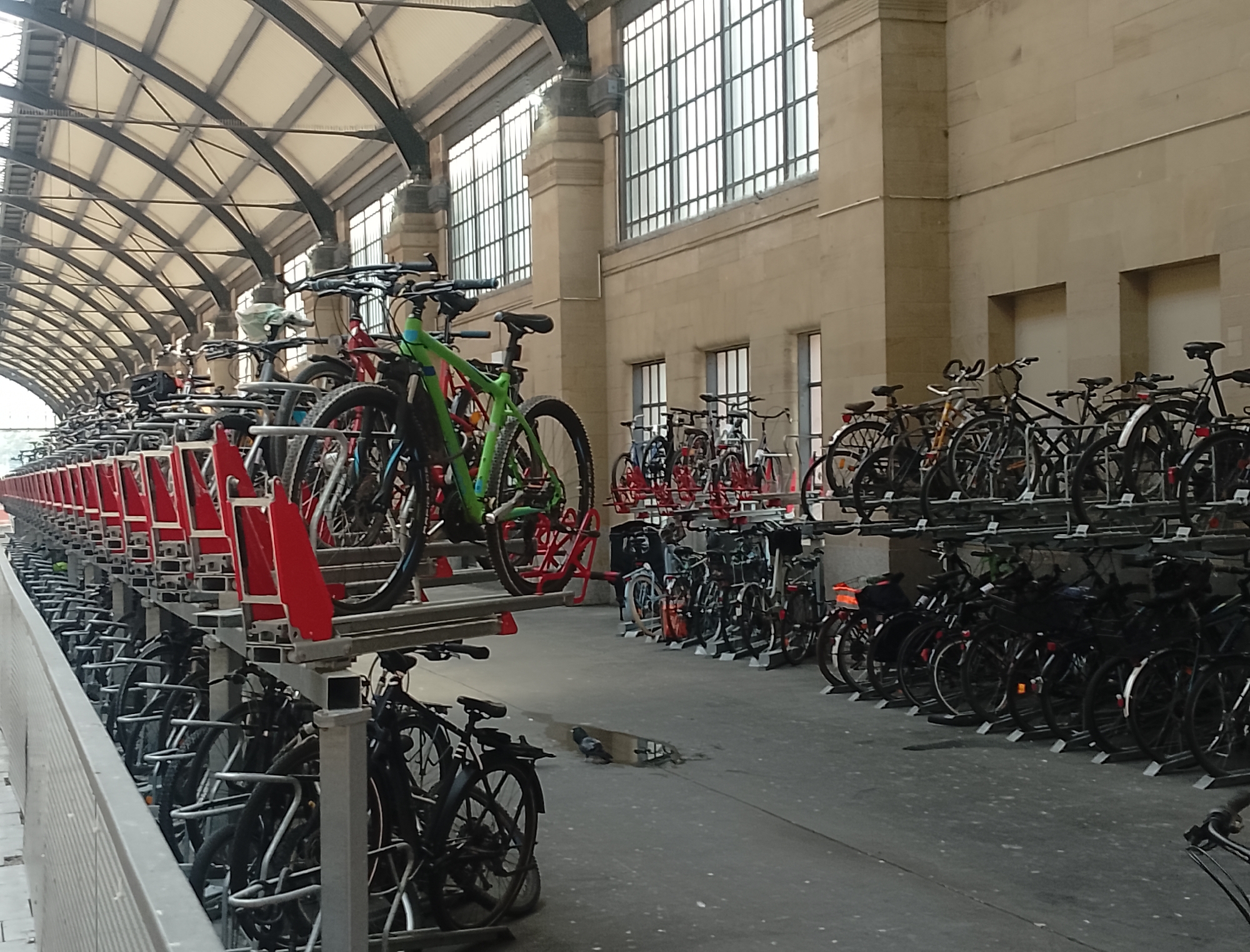 A pigeon is bathing in a puddle on the ground in front of a multi-level bicycle rack at a train station. The bicycle rack is under a large, arched roof structure. The station building is made of beige stone and has large, multi-paned windows. Many bicycles are parked in the rack, both on the ground level and on the upper levels. The scene is overcast.
