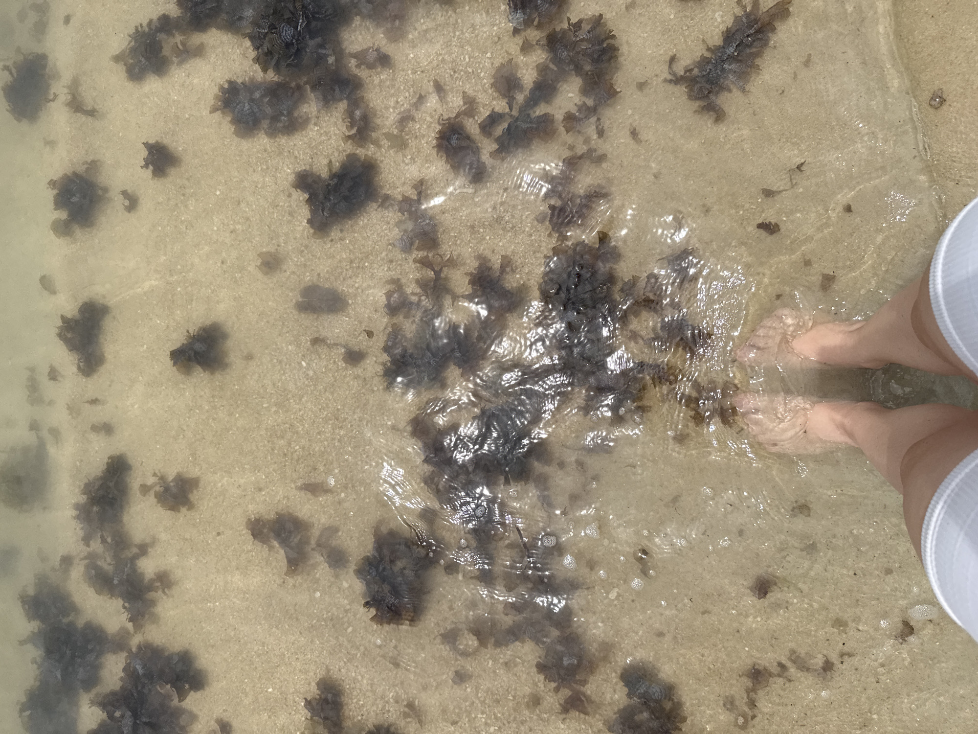 The image shows a close-up, overhead view of a person's feet standing in shallow, clear water on a sandy seabed. The seabed is scattered with dark brown clumps of seaweed. The water is rippling, particularly around the person's feet, indicating movement. The person is wearing light-colored shorts. The location is the beach in Baan Tai, Thailand.