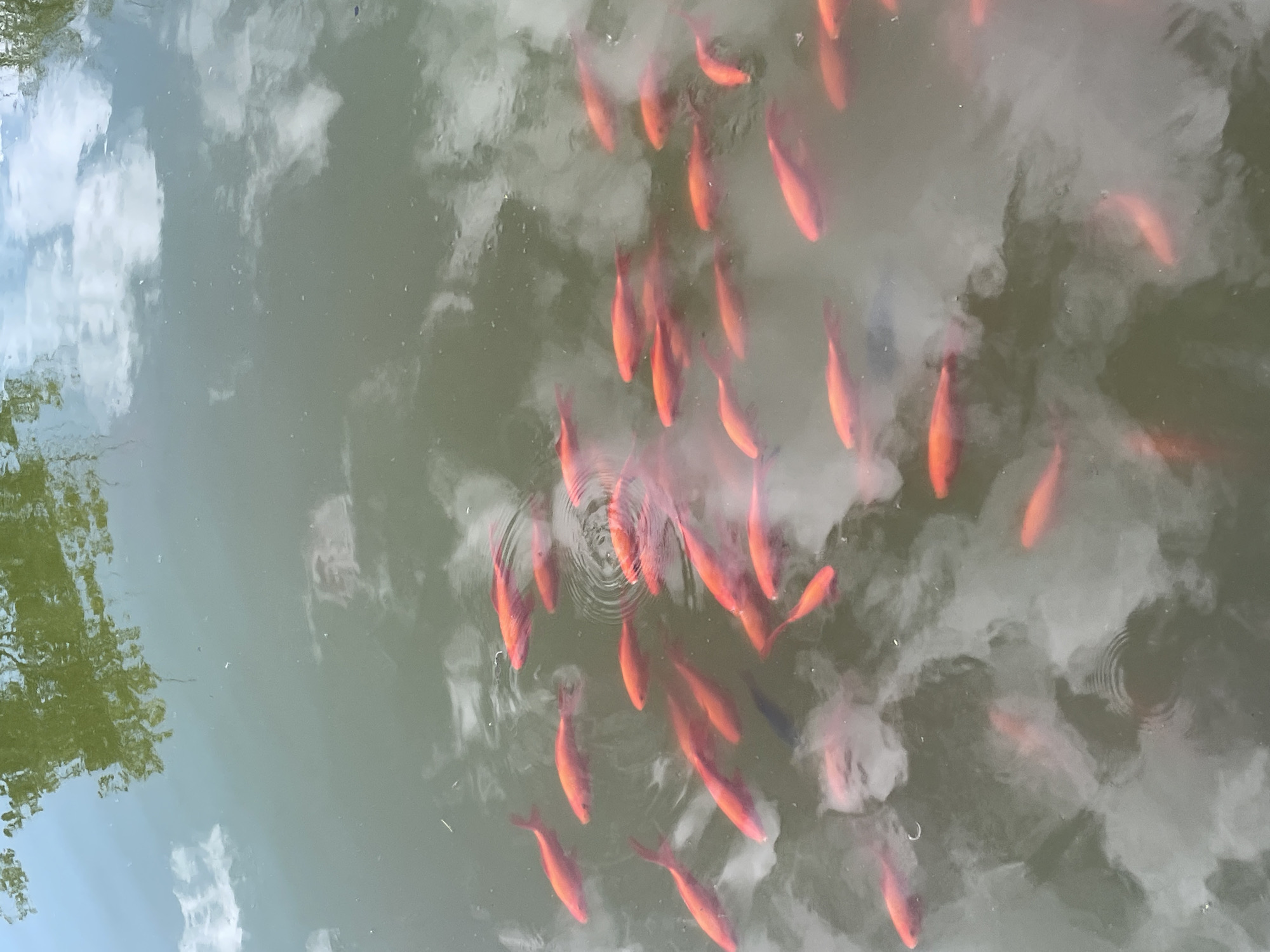 A school of bright orange goldfish swim in murky green water, reflecting the cloudy sky and overhanging trees. The fish are densely packed and appear to be swimming in various directions, with some closer to the surface and others deeper. The water is somewhat opaque, making it difficult to discern the exact number of fish or their precise movements. The overall impression is one of vibrant life in a natural, somewhat subdued environment. The scene is not identifiable as being located in Novorossiysk, Russia.